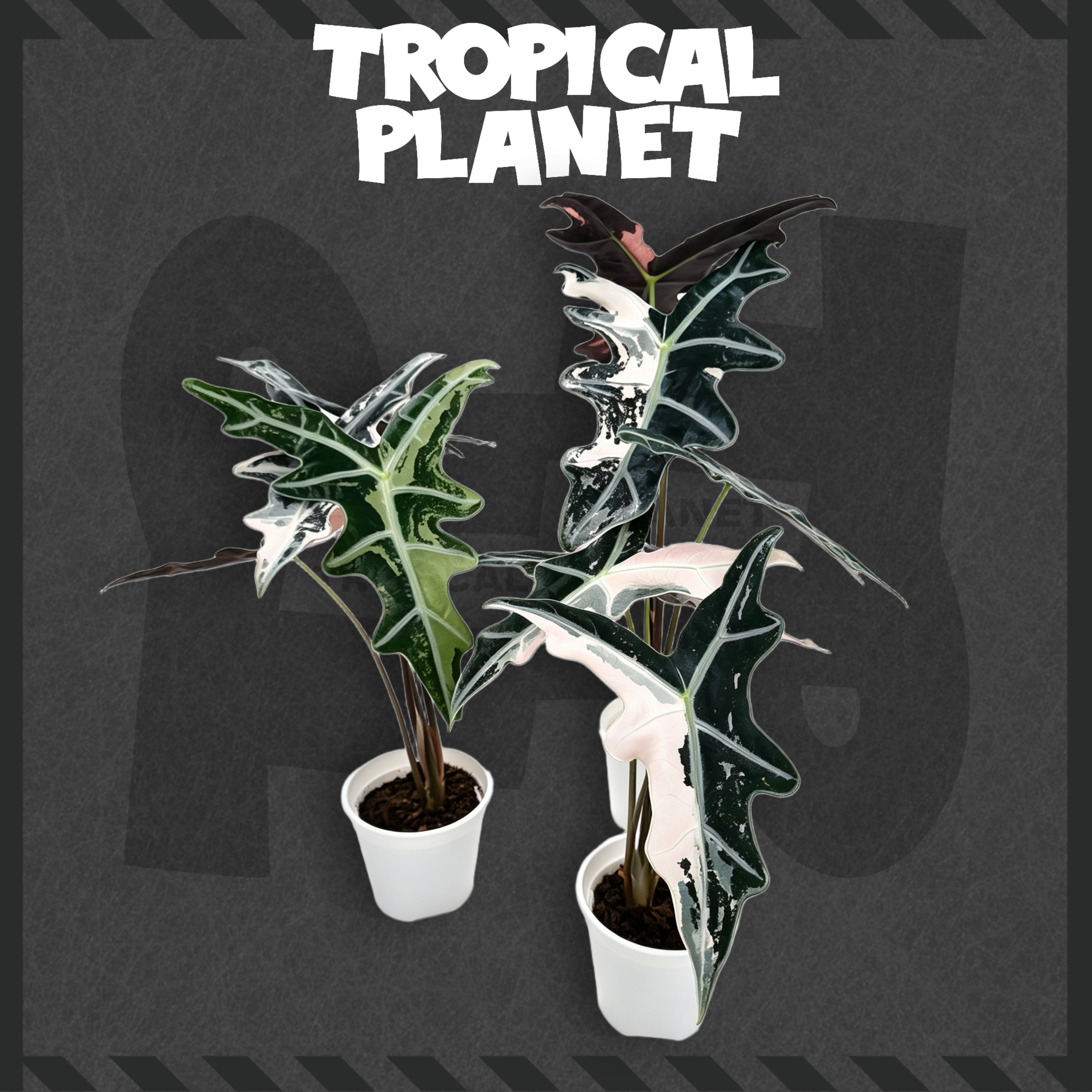 Alocasia sanderiana 'Nobilis'