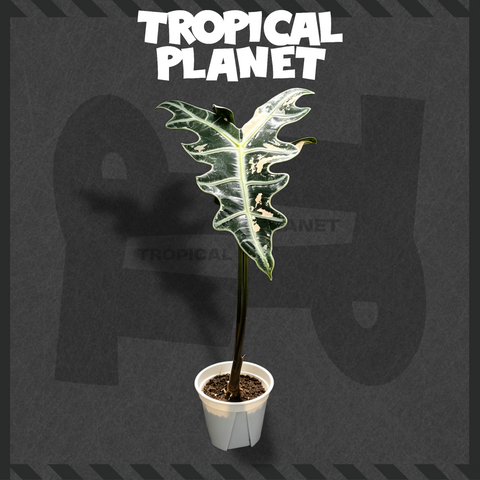 Alocasia sanderiana 'Nobilis'