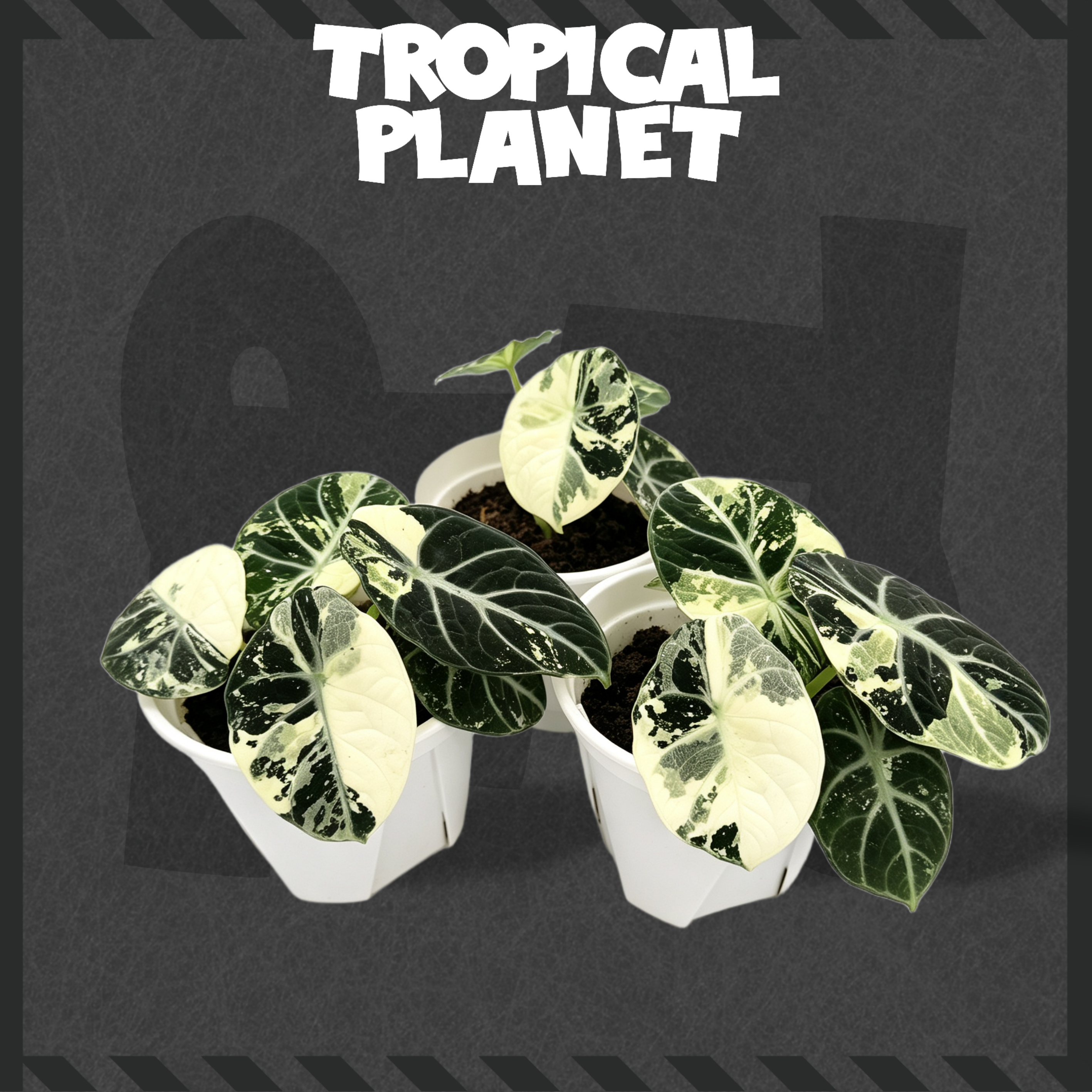 Alocasia 'Ninja' Albo Variegated