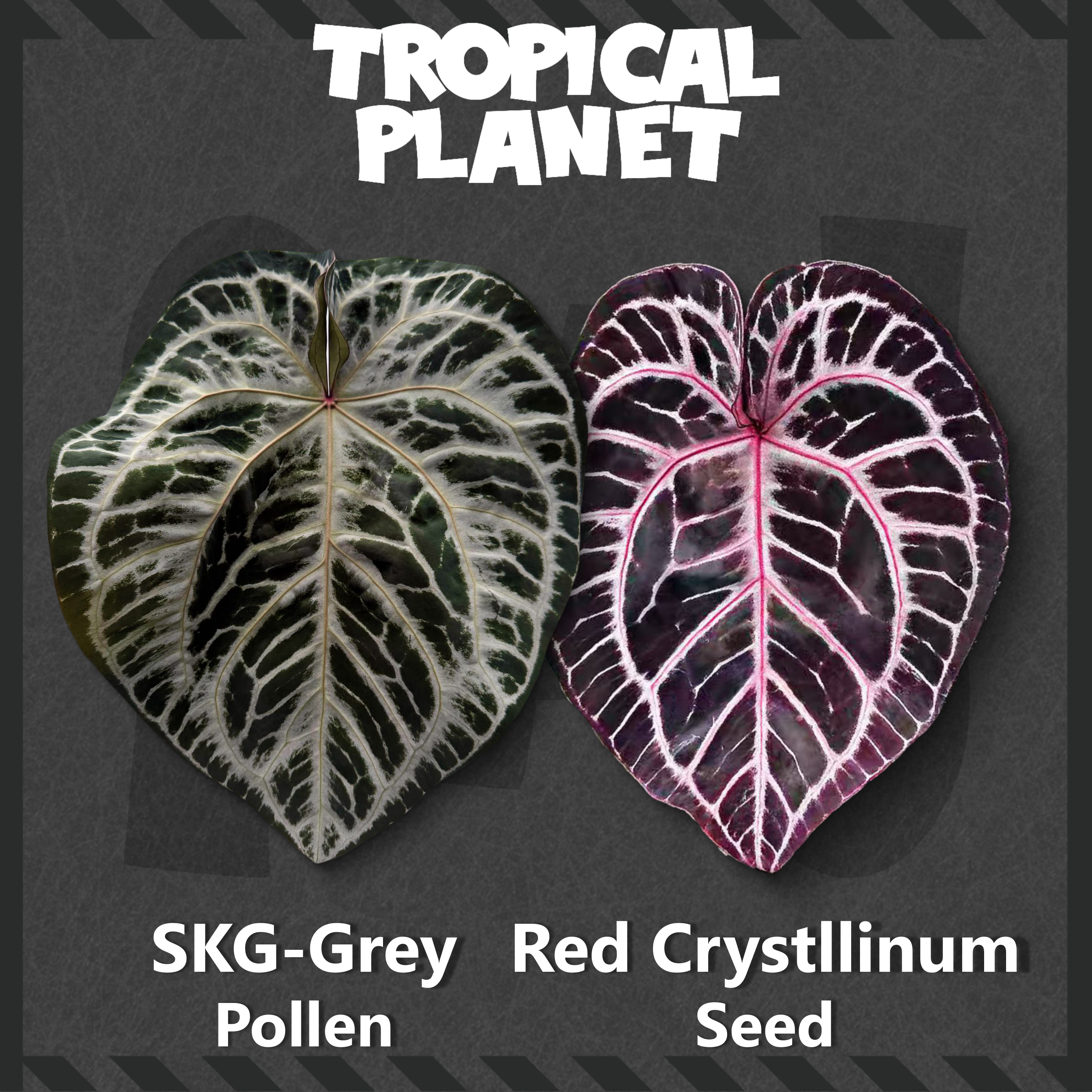 Anthurium SKG-Grey x Red Crystllinum