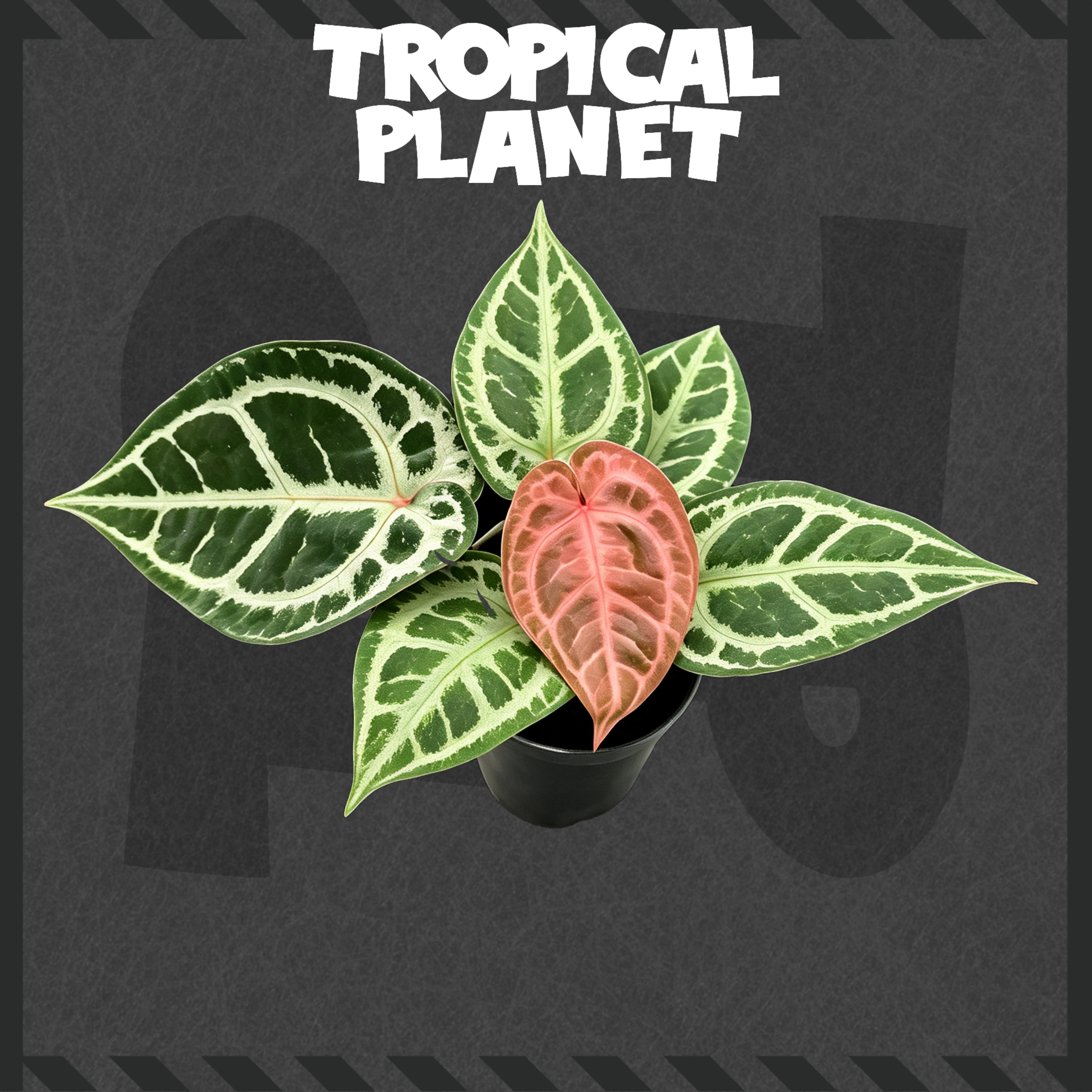 Anthurium SKG-Grey x Red Crystllinum