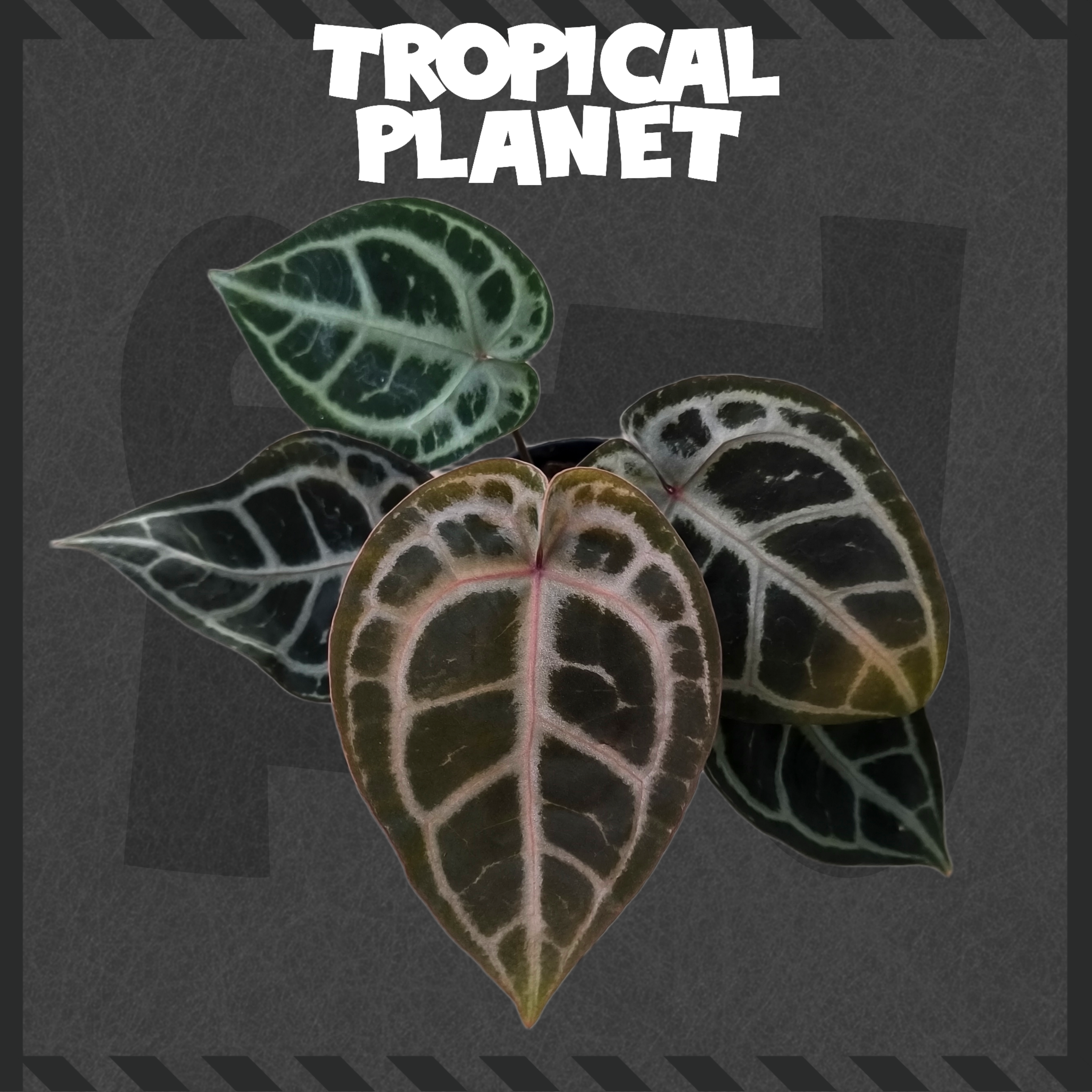 Anthurium SKG-Grey x Red Crystllinum