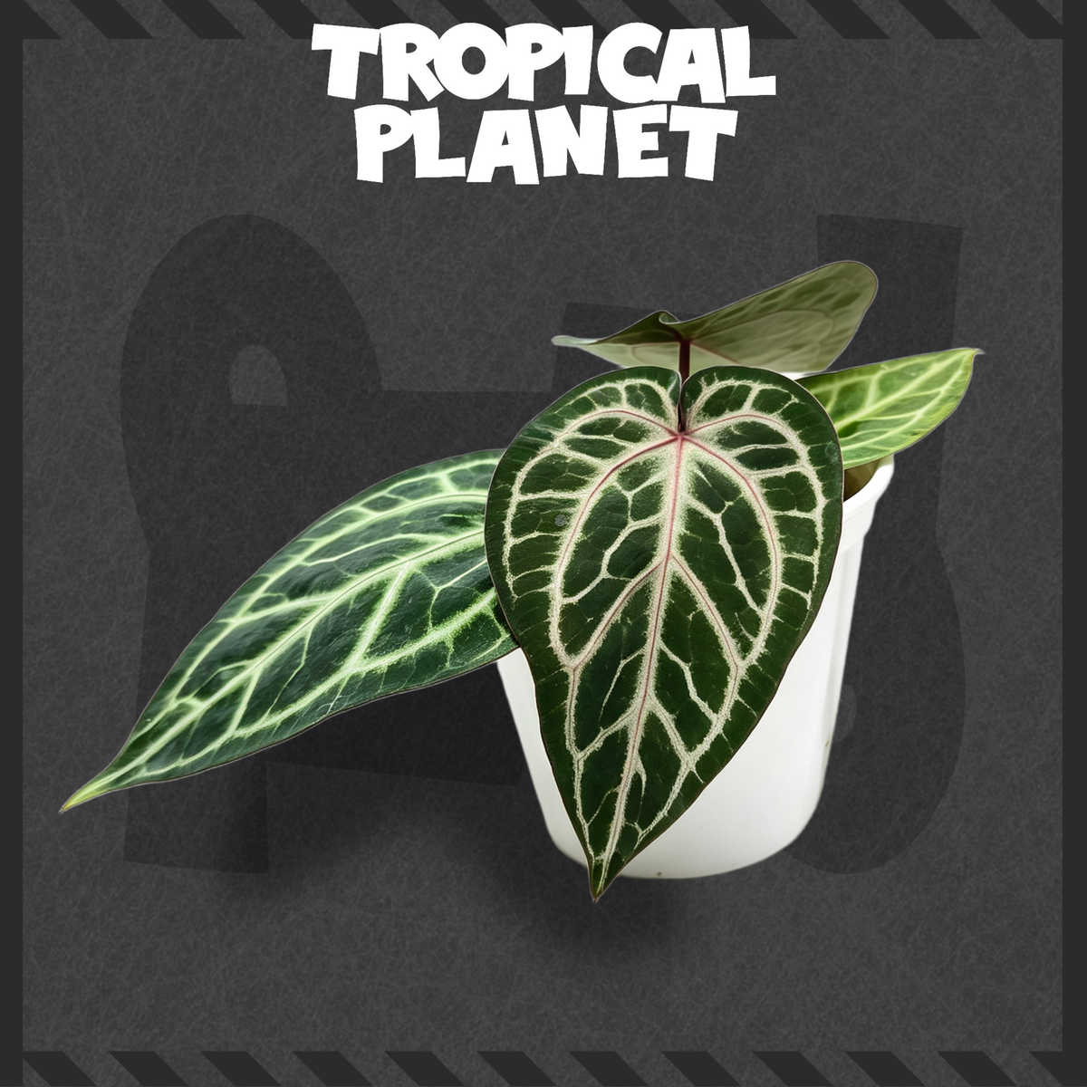 Anthurium 'Succuba'F2