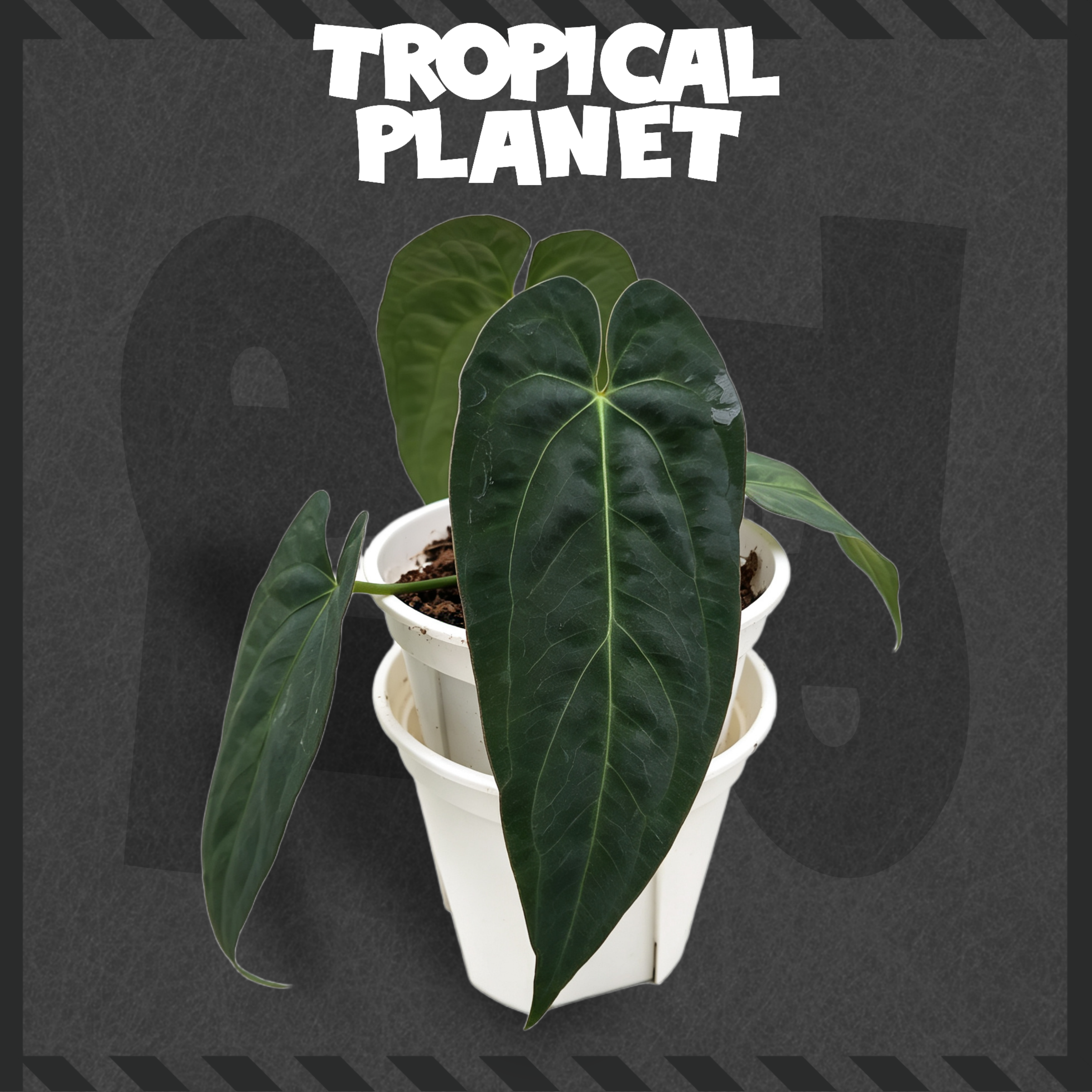 Anthurium papillilaminum 'RL' × Anthurium 'Ace of Spades'