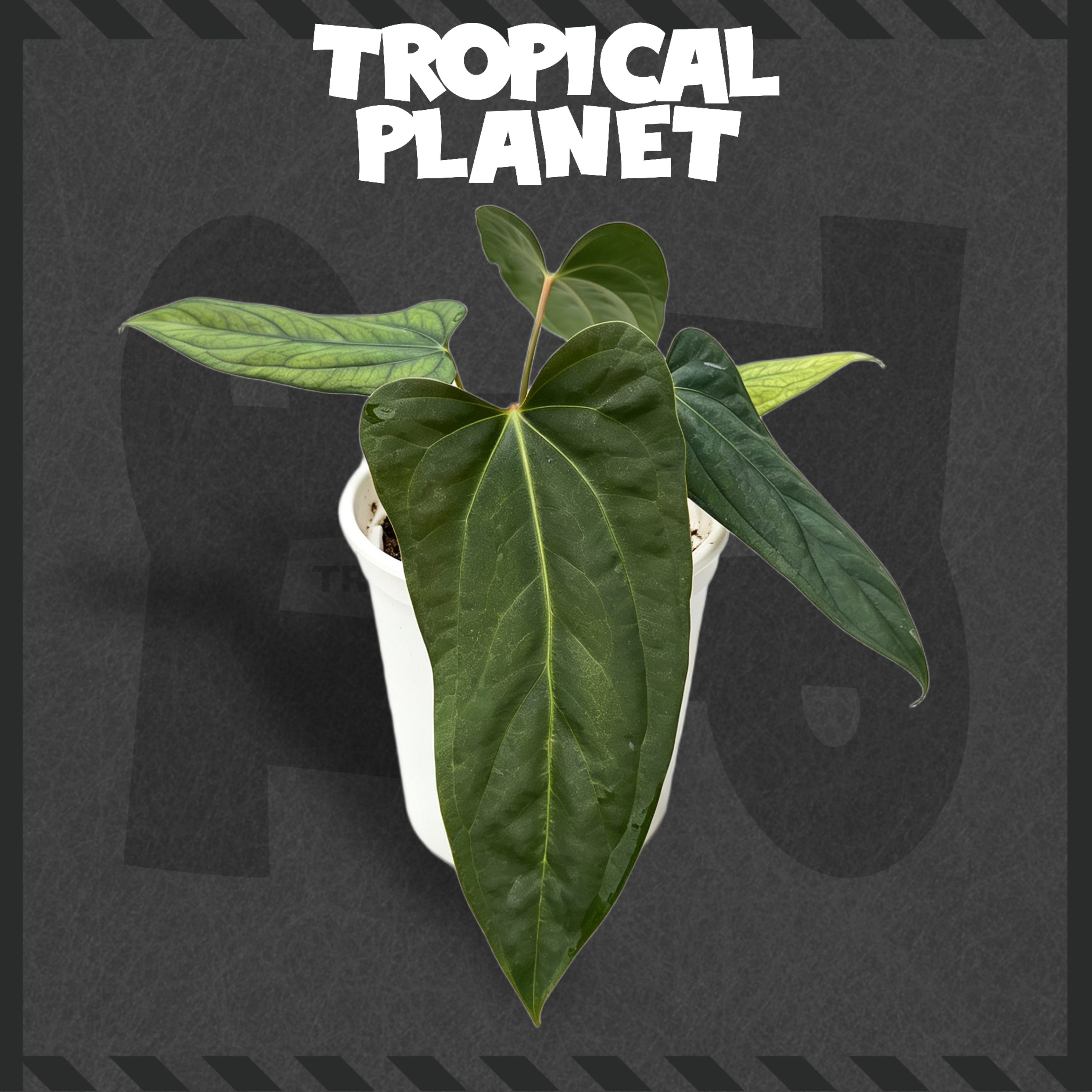 Anthurium Papi RL X black sweet