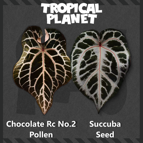 Anthurium Chocolate Rc No.2 × Anthurium Succuba