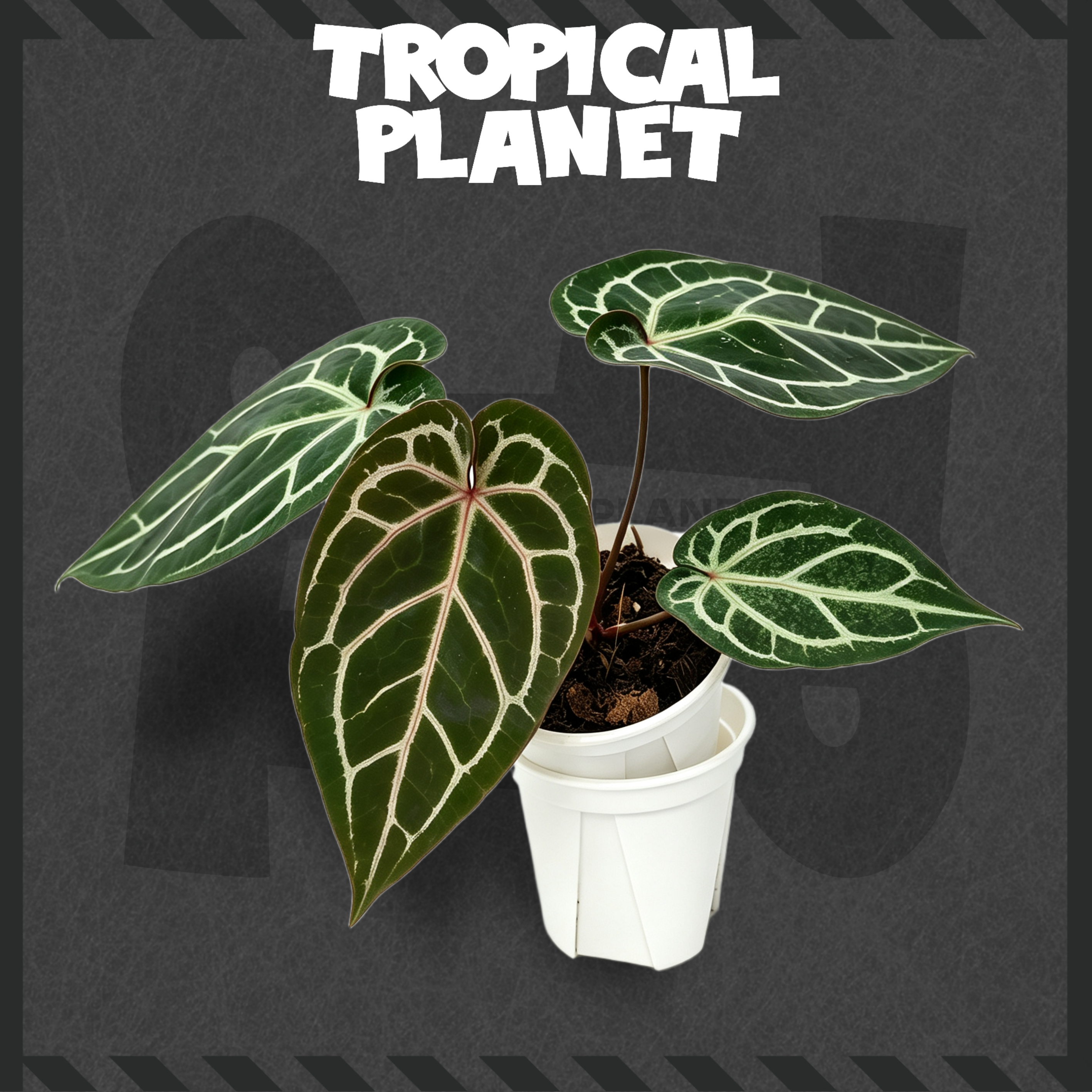Anthurium Chocolate Rc No.2 × Anthurium 'SKG Red'