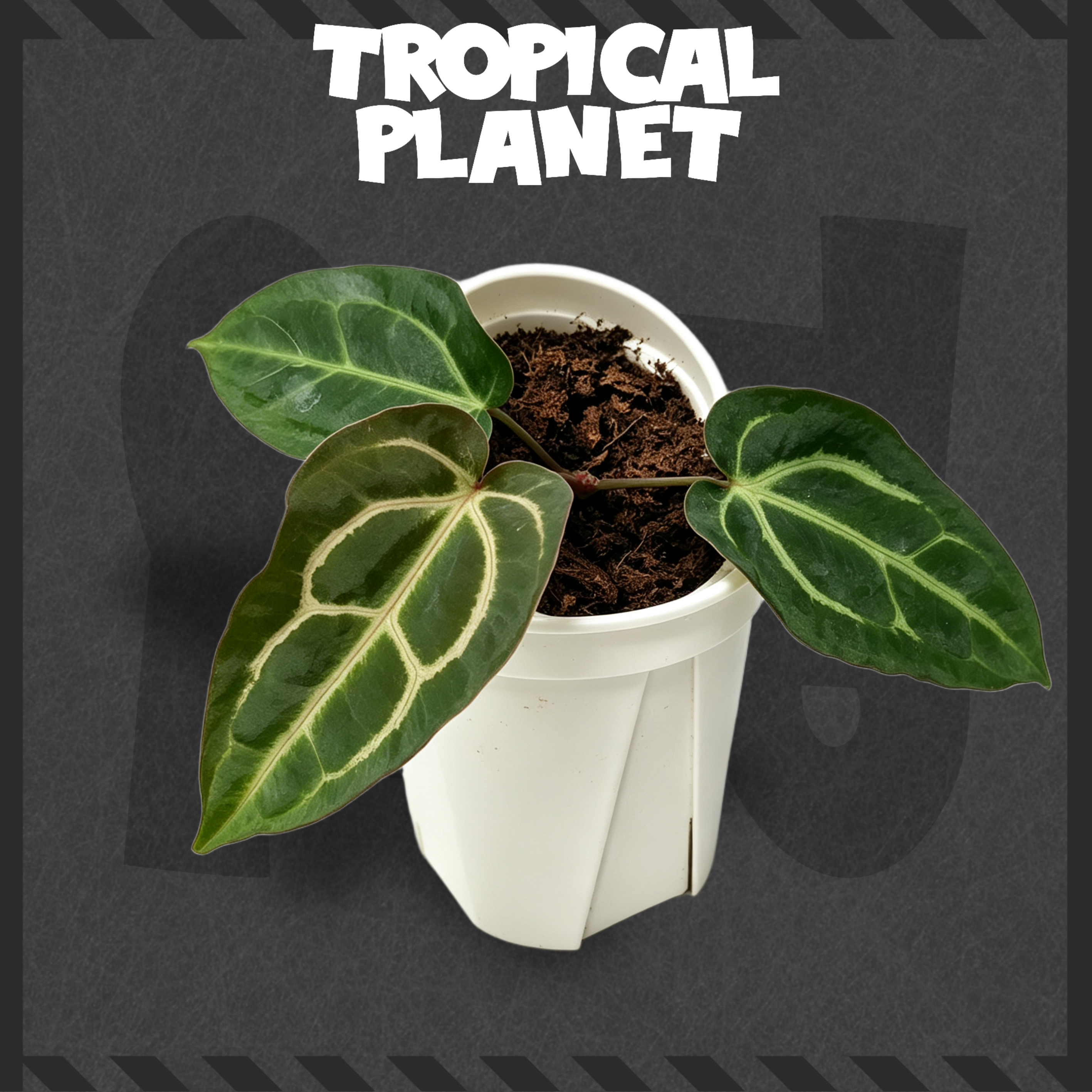 Anthurium carlablackiae