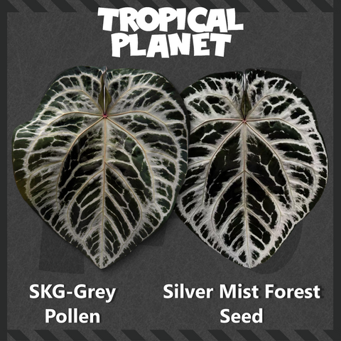 Anthurium 'SKG-Grey' × Anthurium 'Silver Mist Forest'
