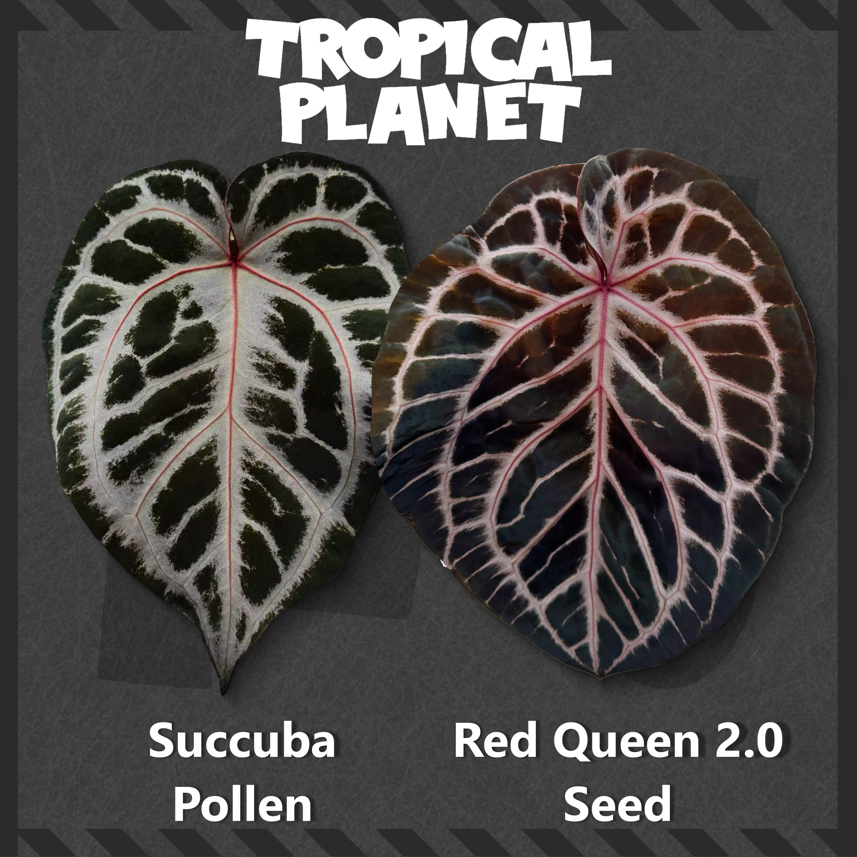 Anthurium Succuba x Red Queen 2.0