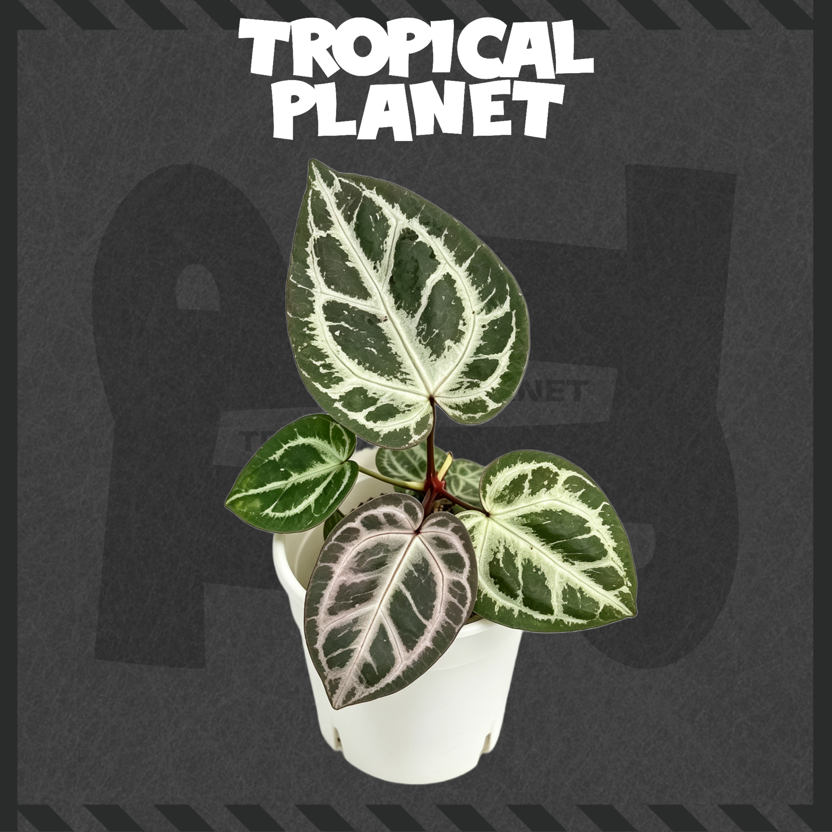 Anthurium Succuba x Red Queen 2.0