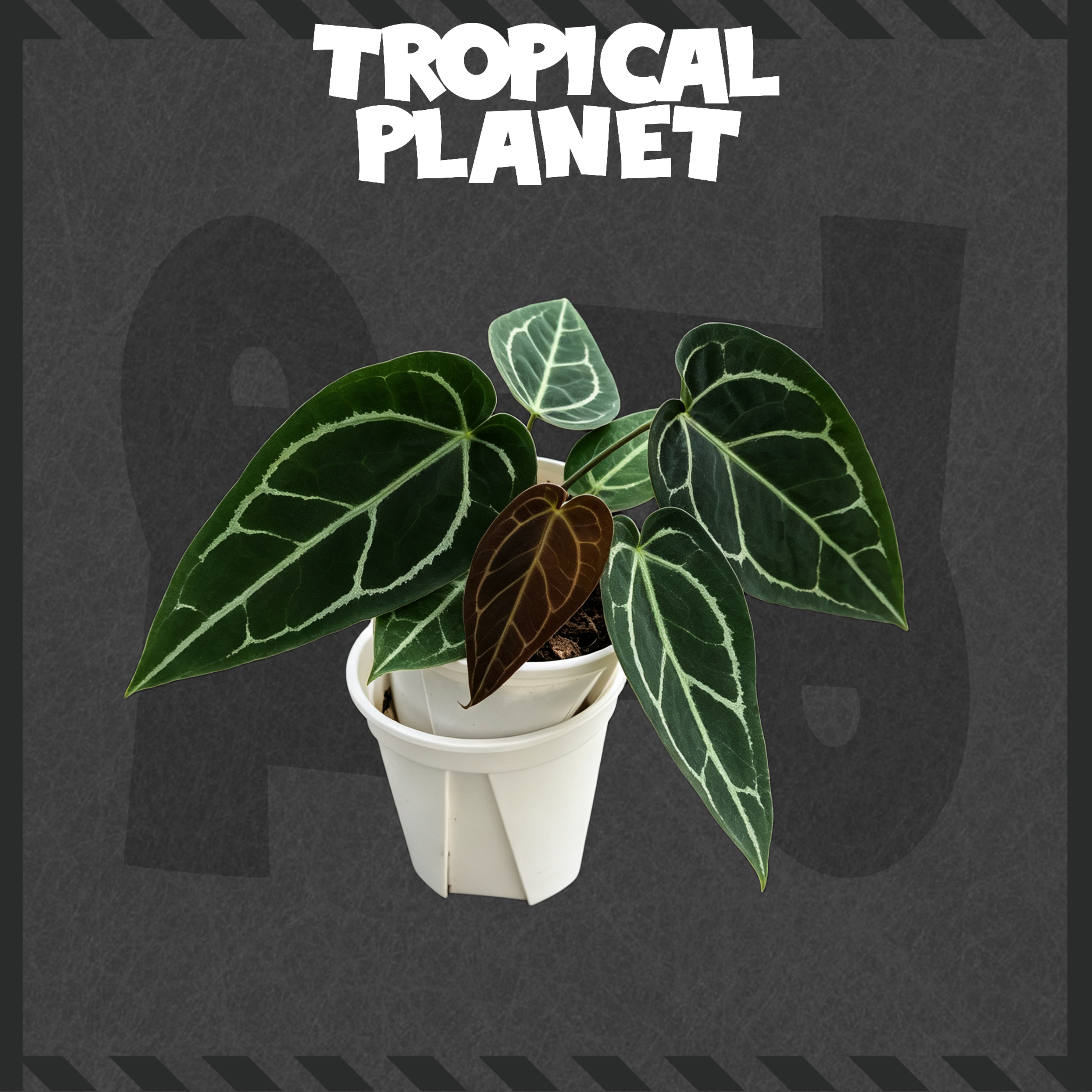 A045 A.Crystallinum selected x Red Java