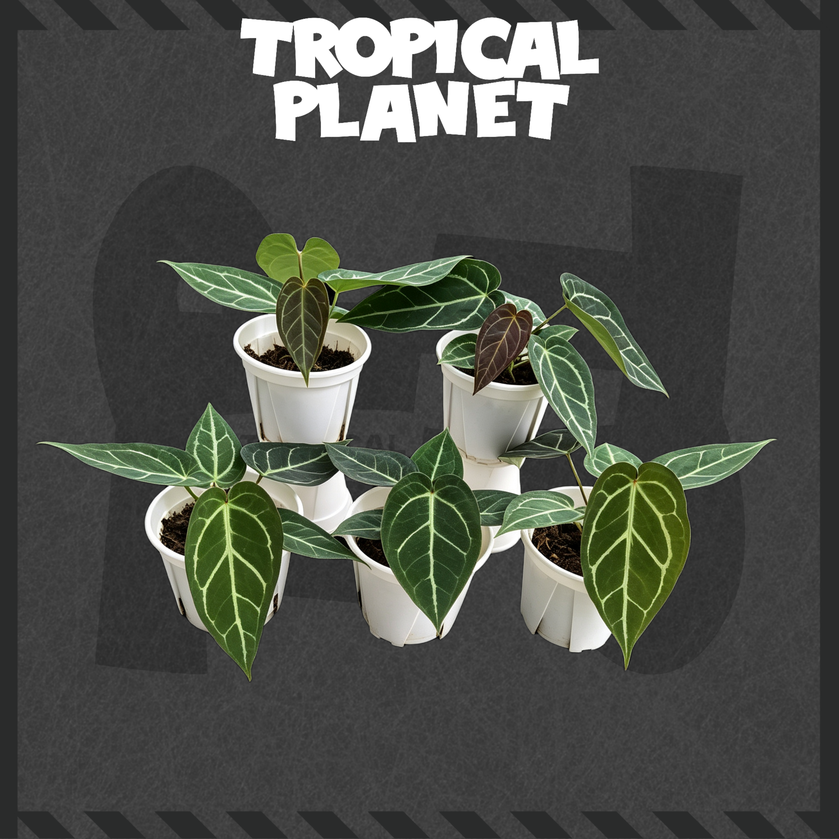 A045 A.Crystallinum selected x Red Java