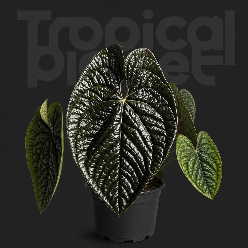 Anthurium luxurians