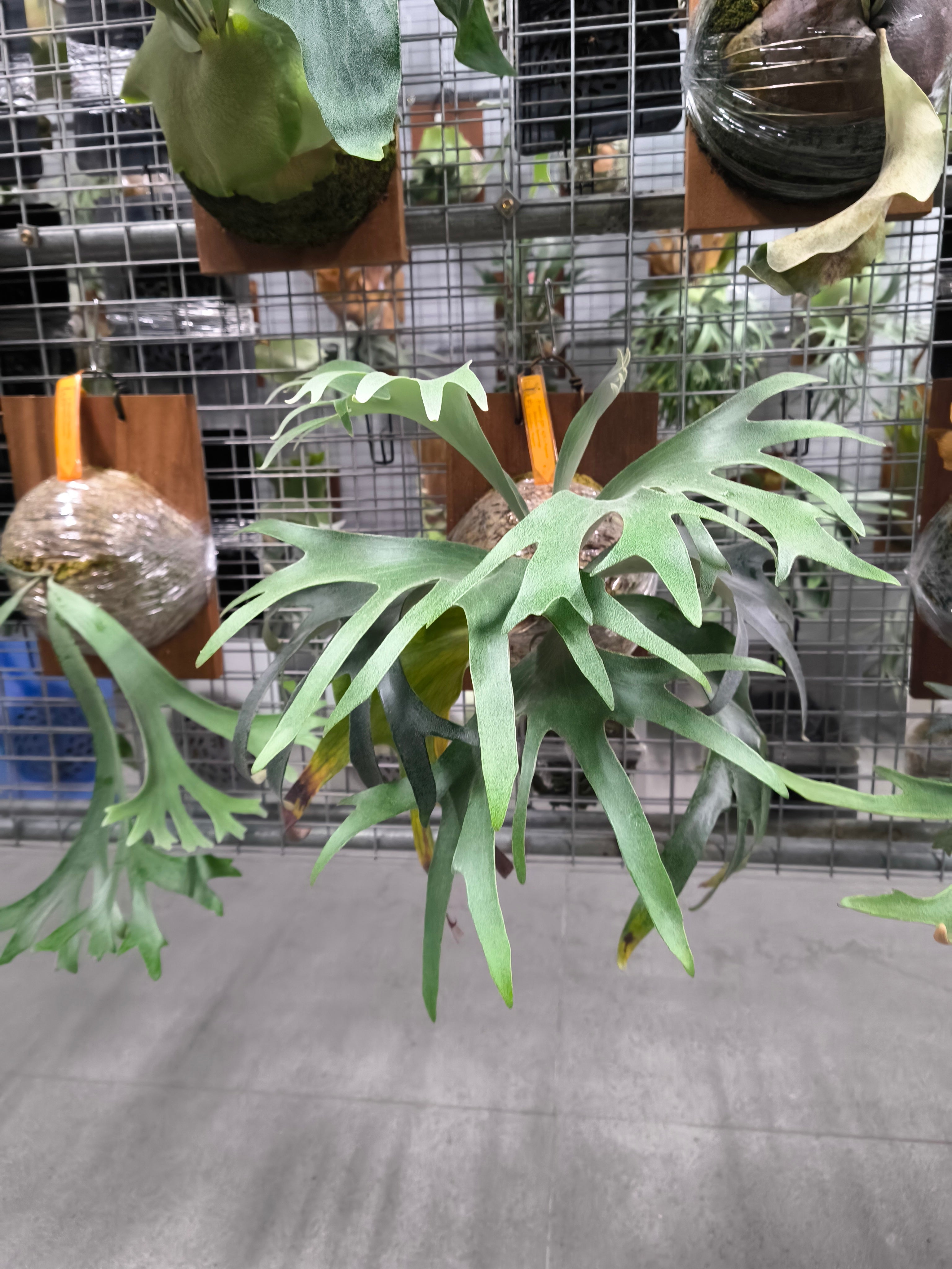 Exact plant pictured for this Platycerium retail listing