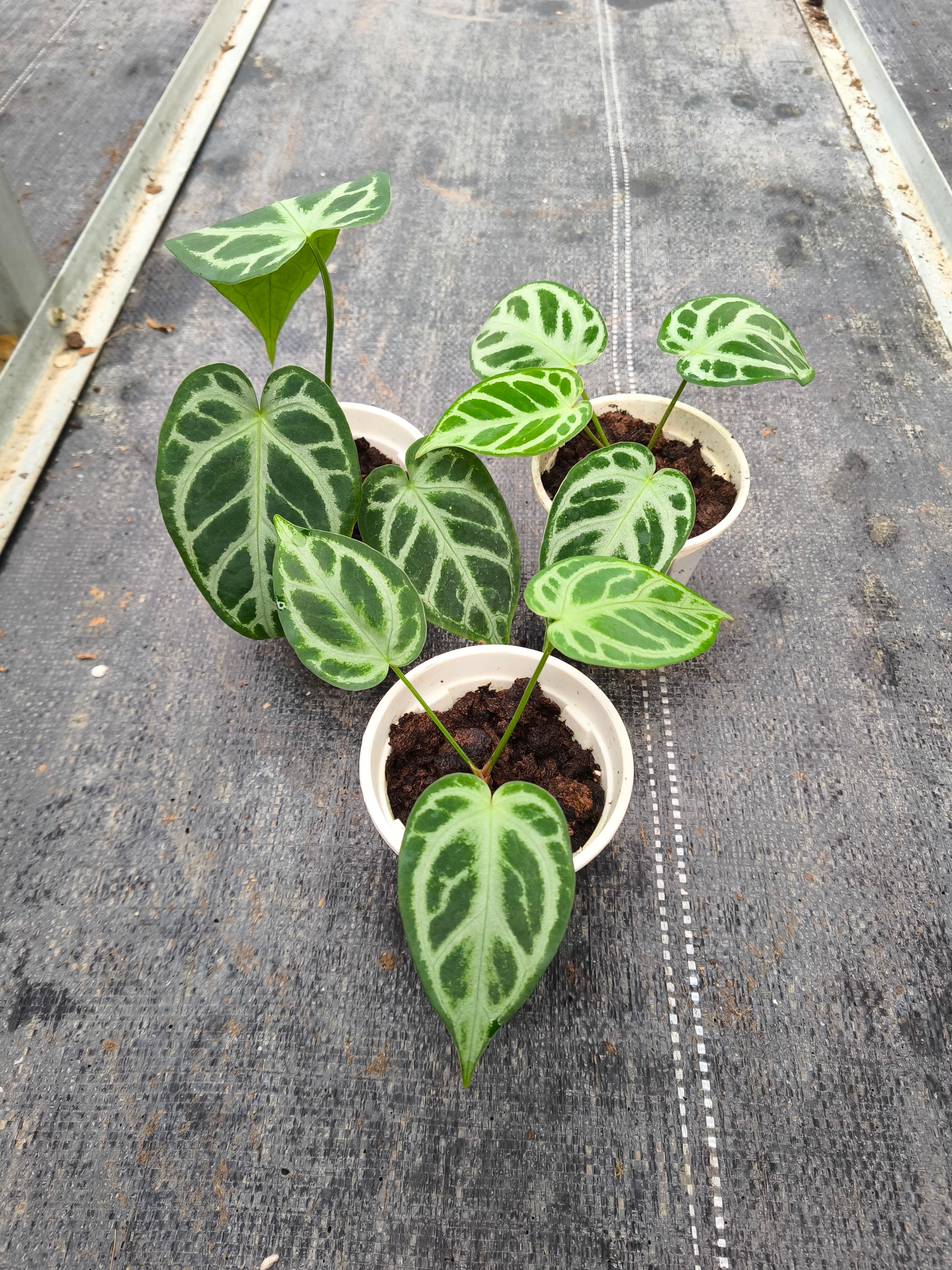 Anthurium 'Dorayaki' hybrid