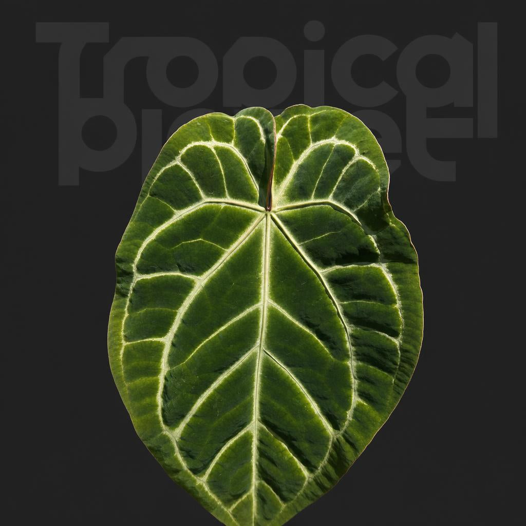 Anthurium Magnificum x crystallinum dark form