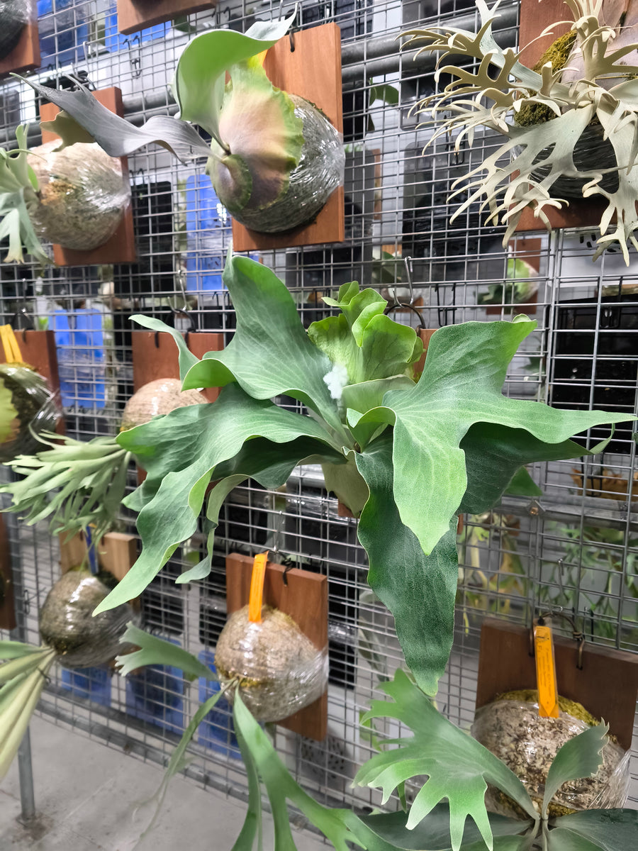 Exact plant pictured for this Platycerium retail listing