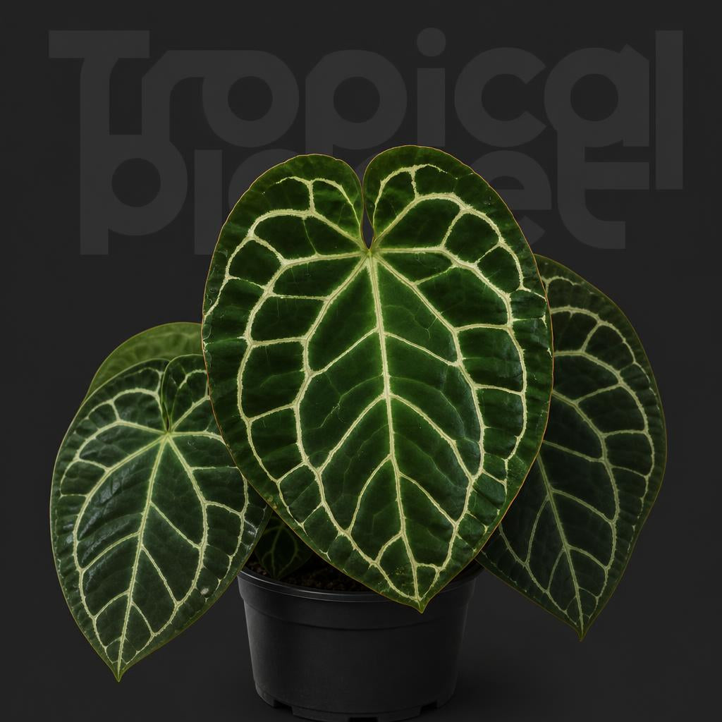Anthurium Crystallinum