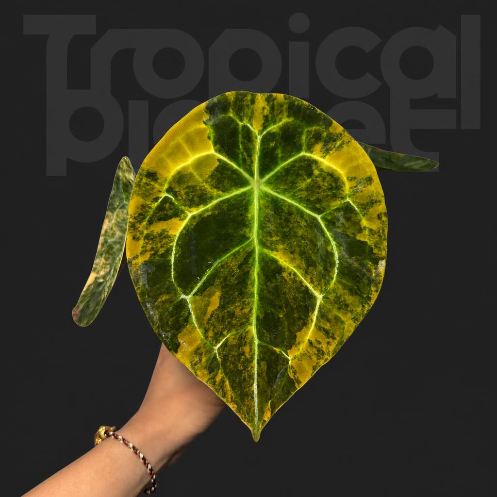 Anthurium Forgetii variegated