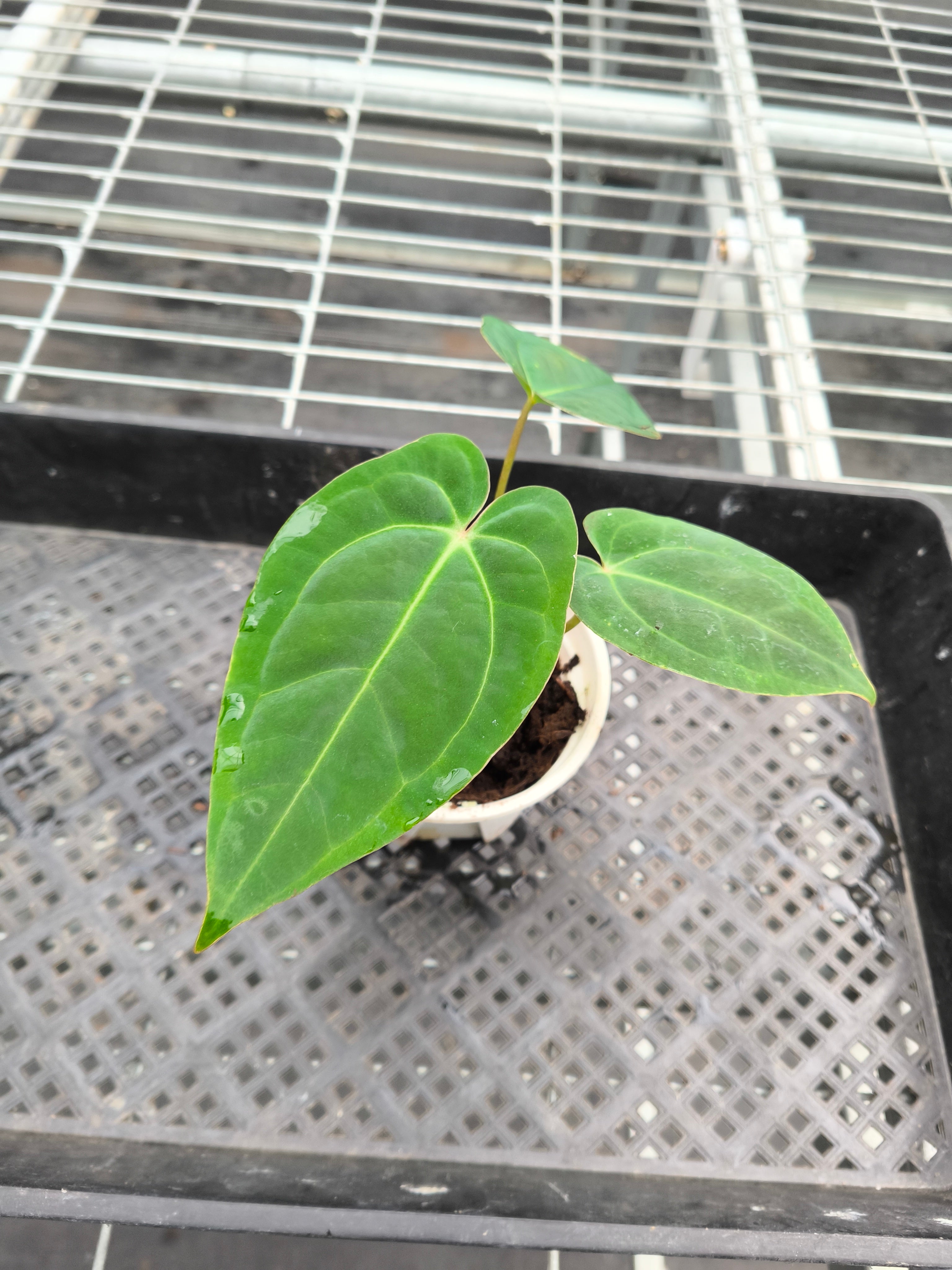 Anthurium 'Dark Phoenix'bybrid