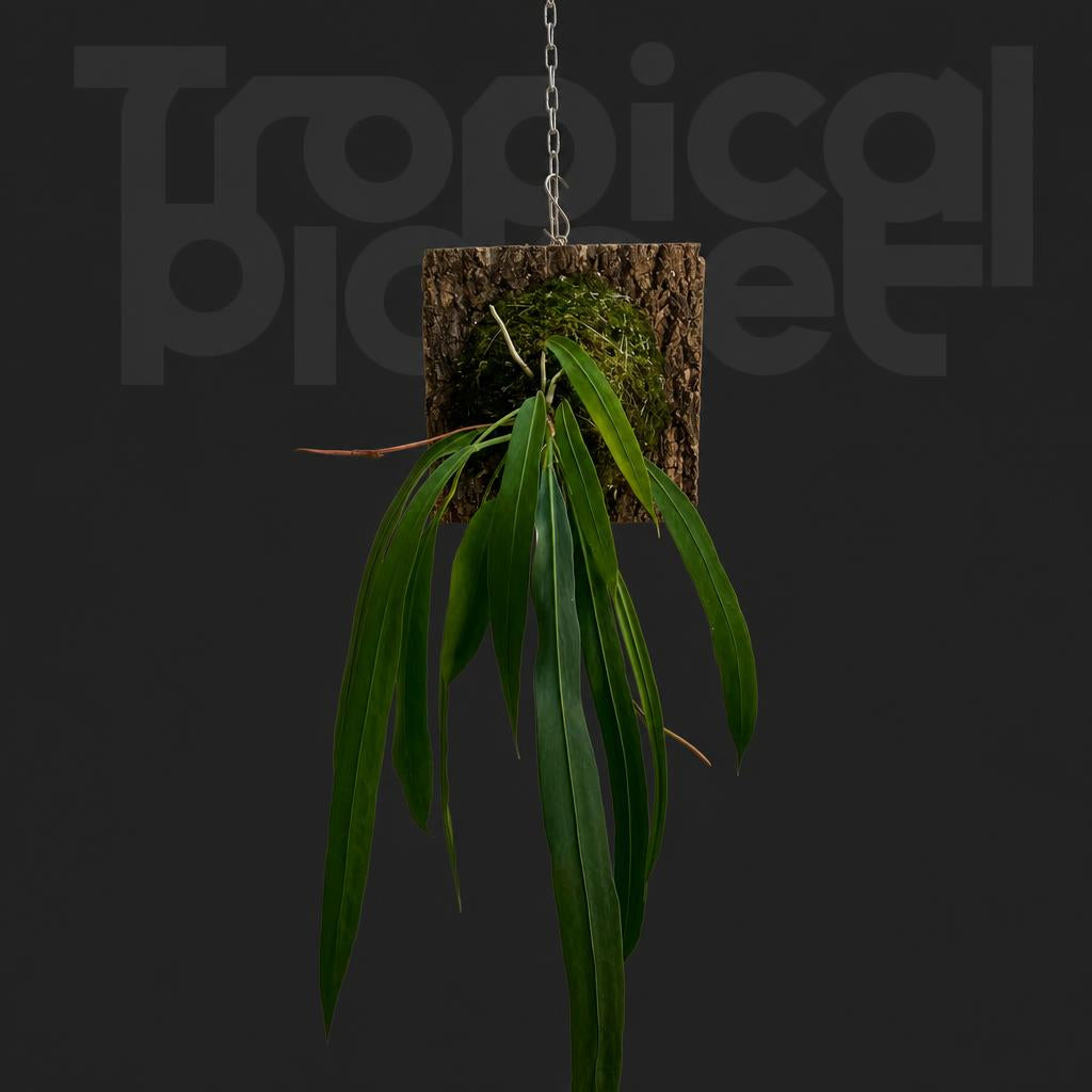 Anthurium vittarifolium