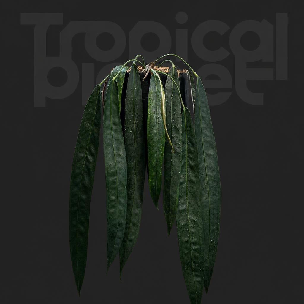 Anthurium Wendlingeri
