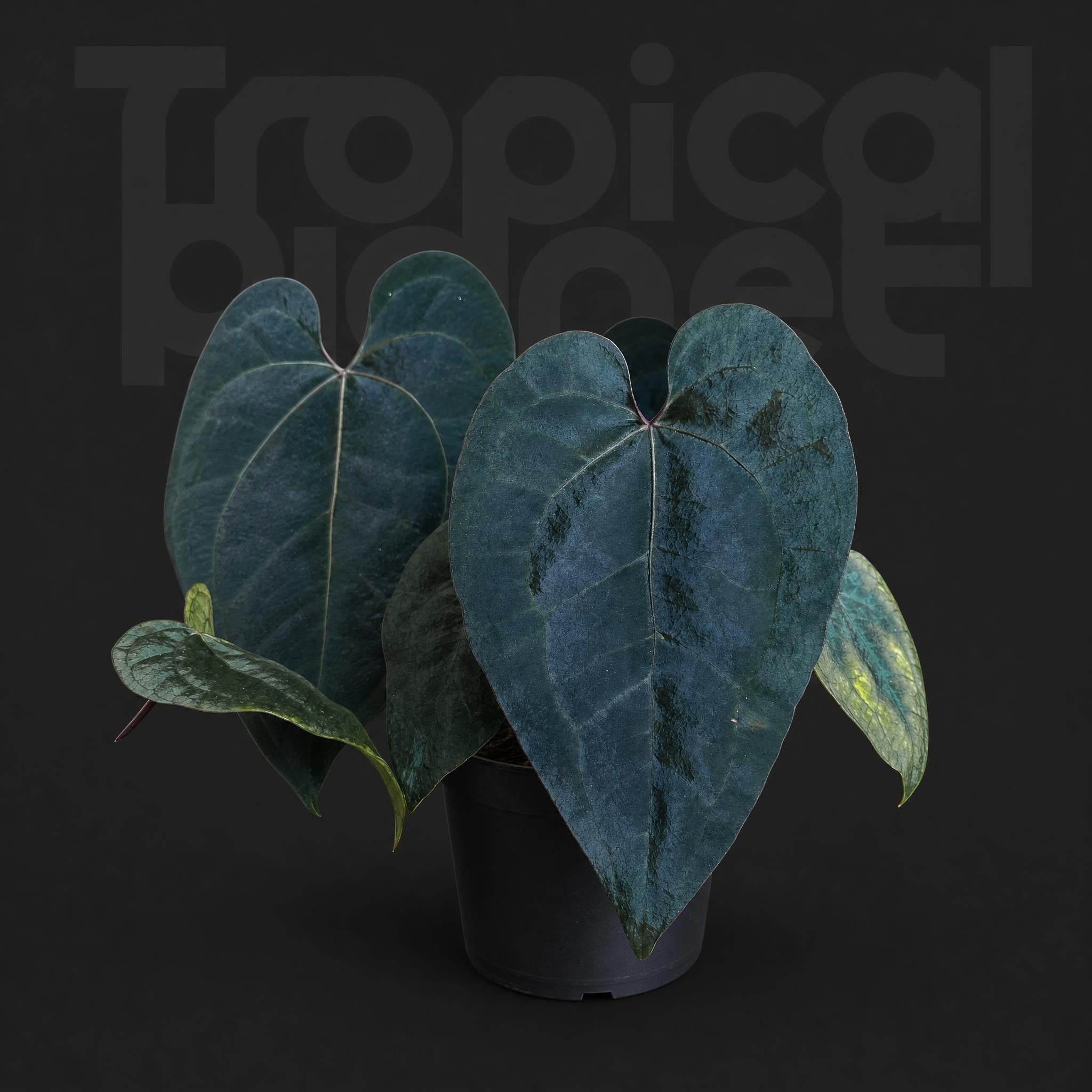 Anthurium Ace of spades