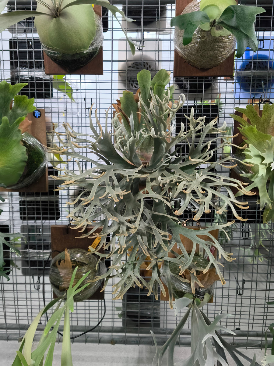 Exact plant pictured for this Platycerium retail listing