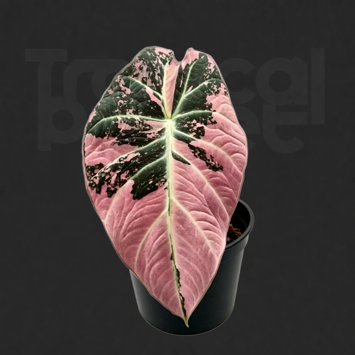 Alocasia 'Black Velvet' 'Pink Variegated'