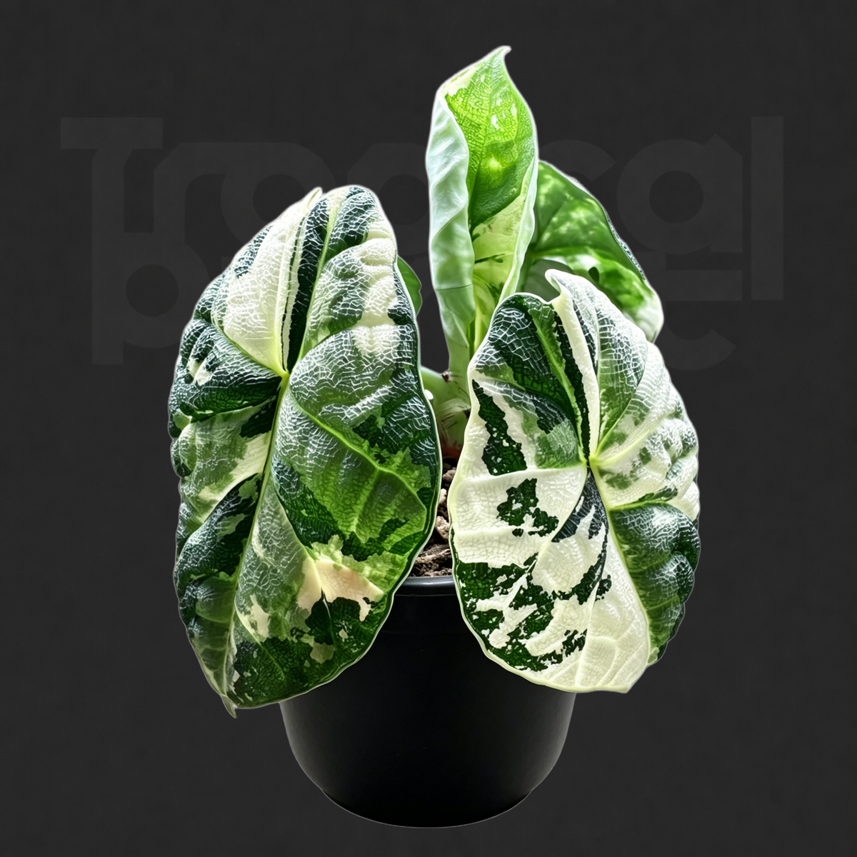 Alocasia melo 'Albo Variegated'