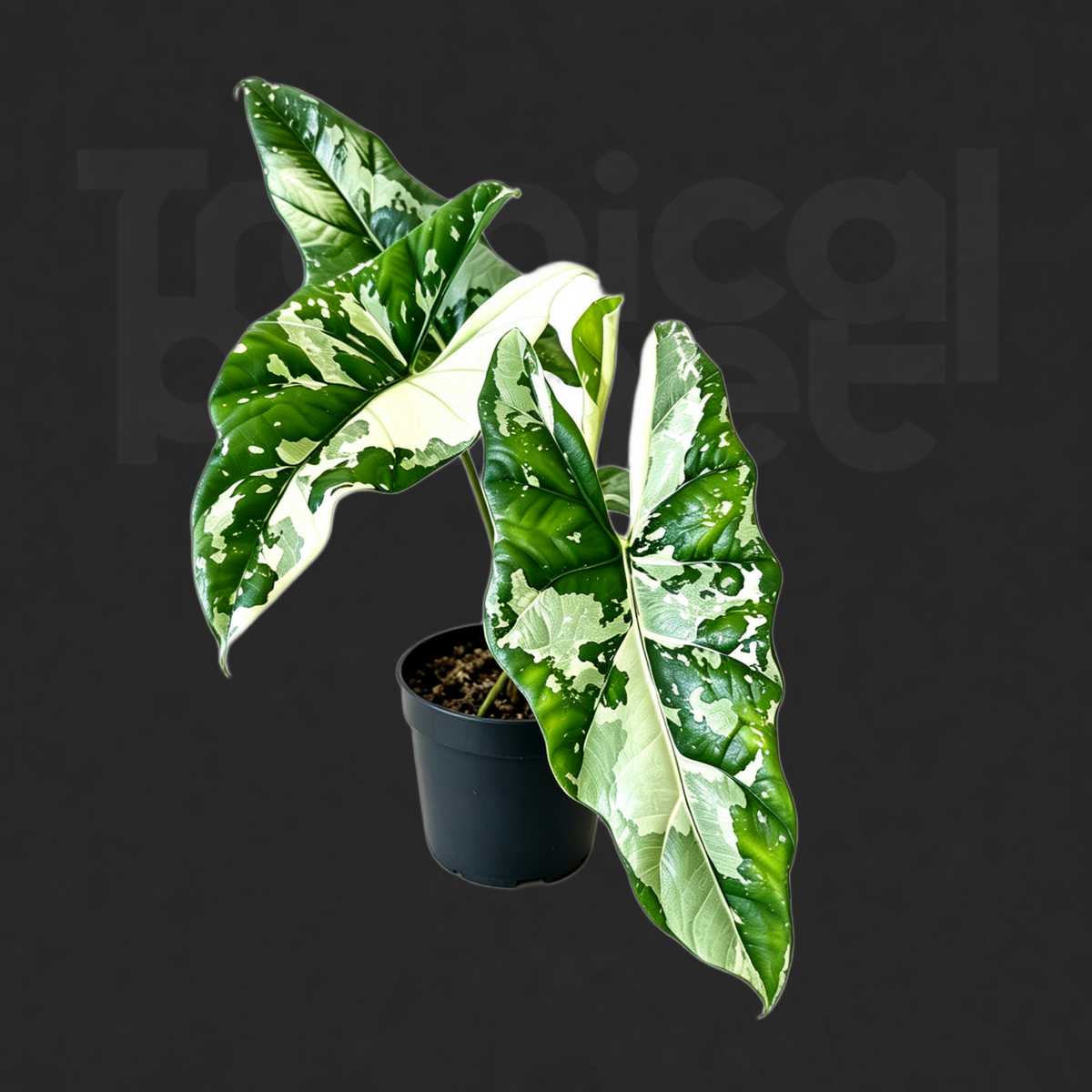 Alocasia 'Simpo' 'Albo Variegated'