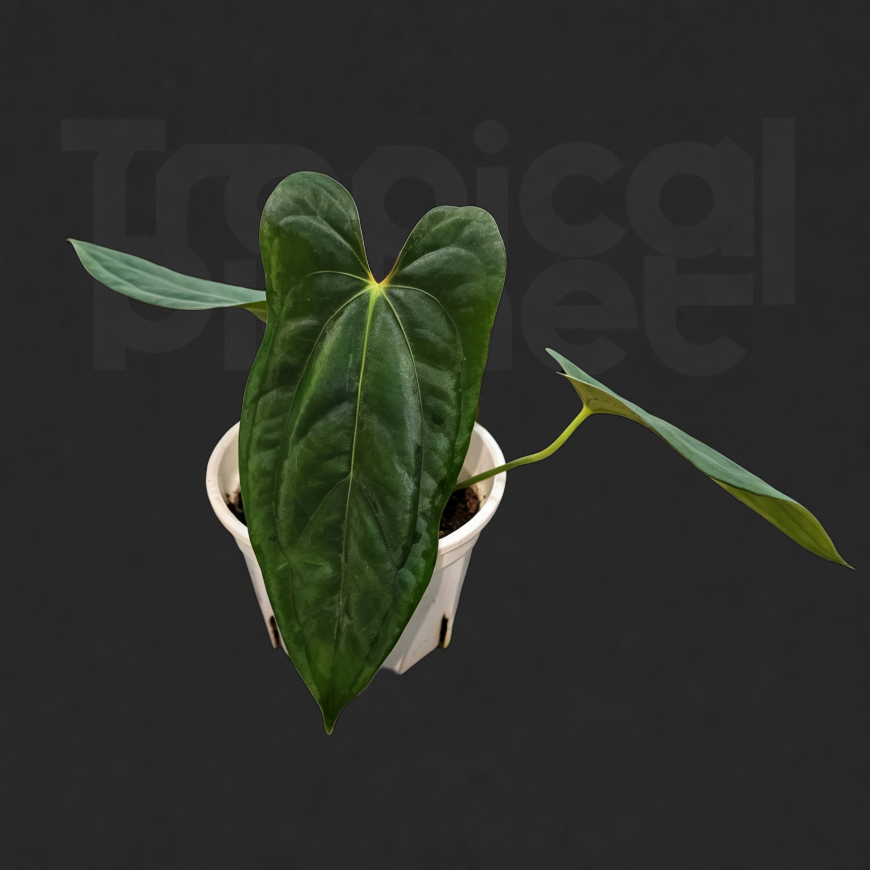 Anthurium 'Papi Fort Sherman' ×  'Dark Phoenix'