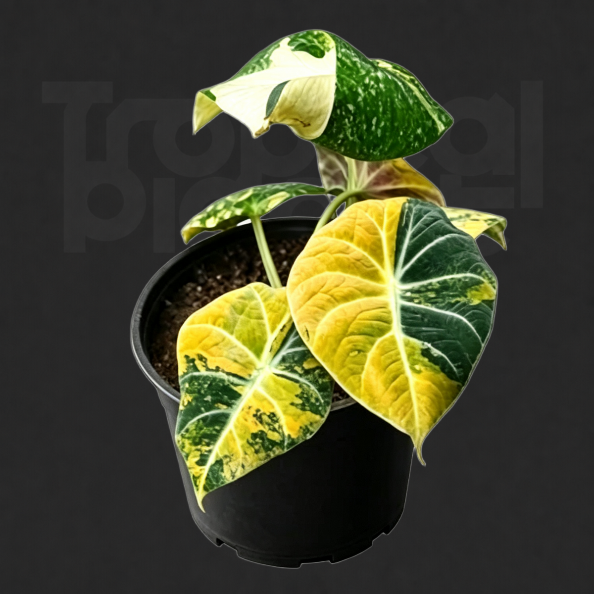Alocasia 'Black Velvet' 'Aurea Variegated'