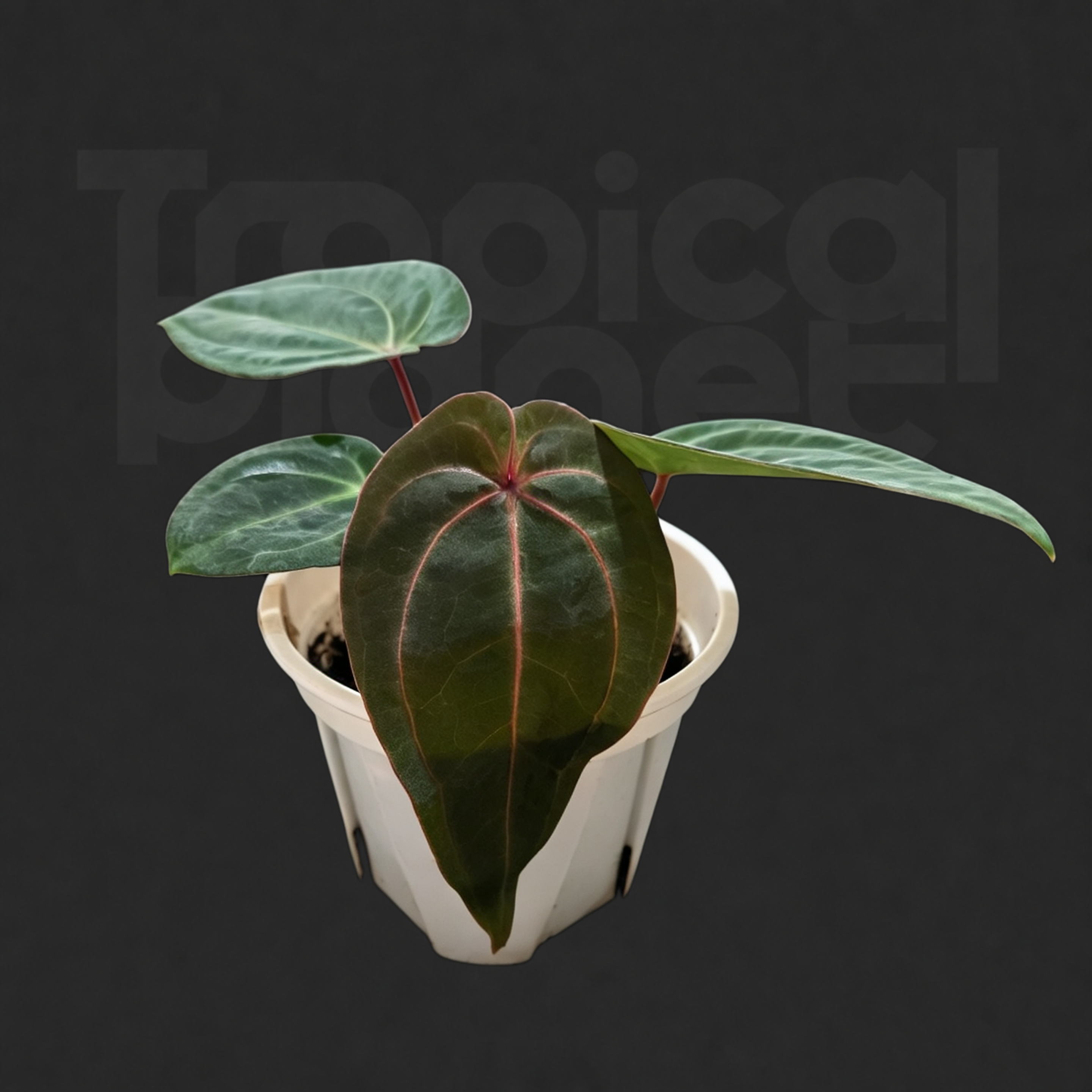 Anthurium 'Australian Hoffmann' ×  'Red Vein Dark Phoenix'