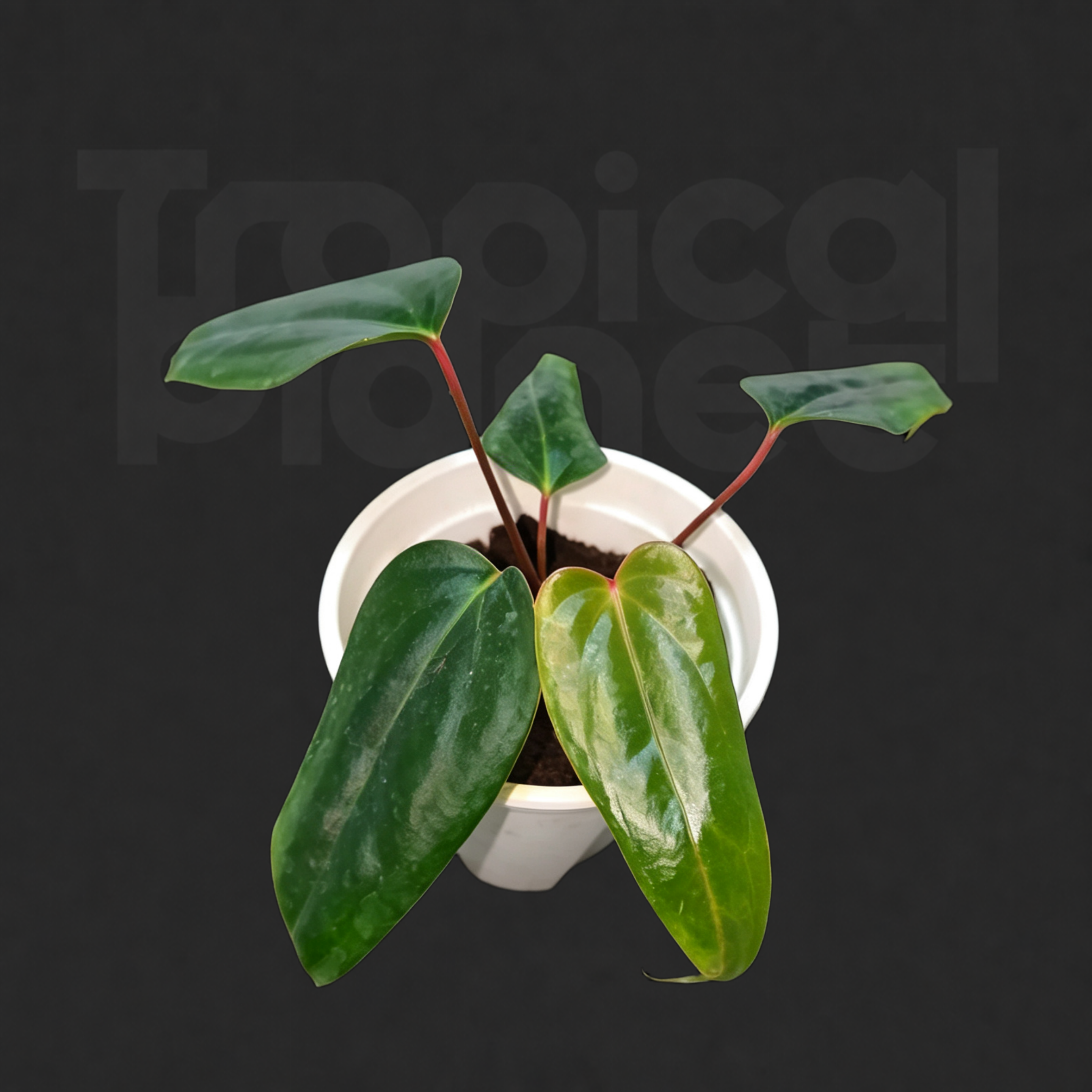 Anthurium 'Besseae' × subsignatum