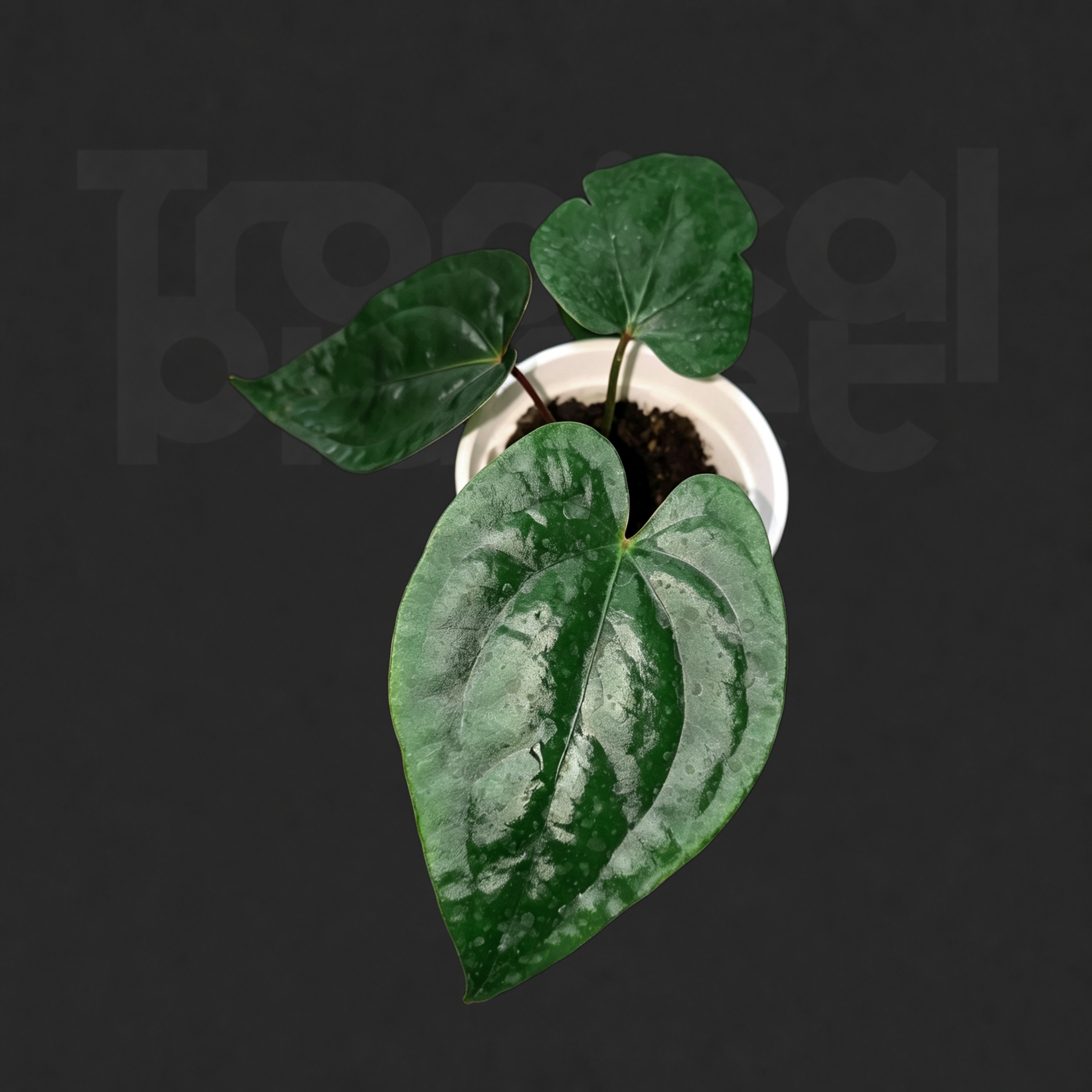 Anthurium subsignatum × 'Dark Phoenix'