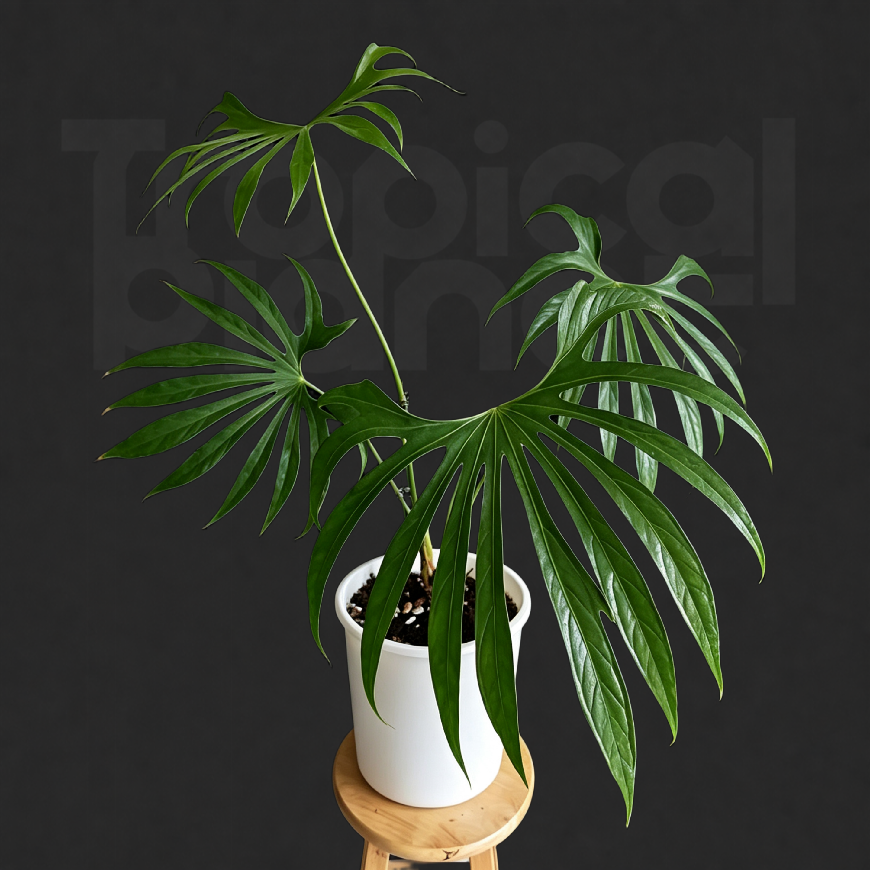 Anthurium pedatoradiatum
