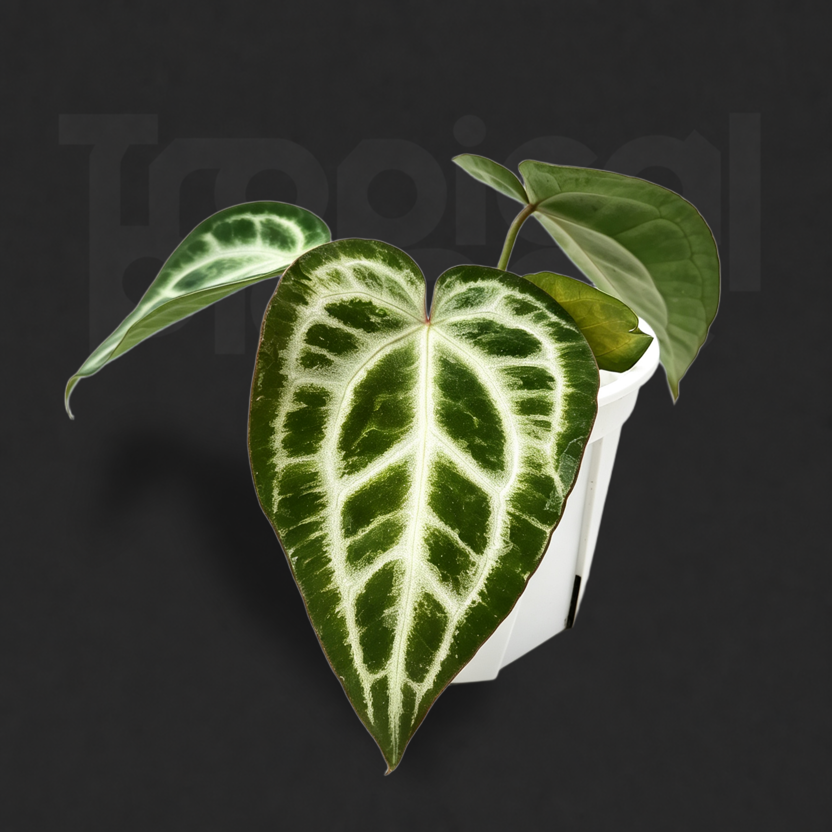 Anthurium 'Silver Lingerie' × Anthurium 'SKG Silver'