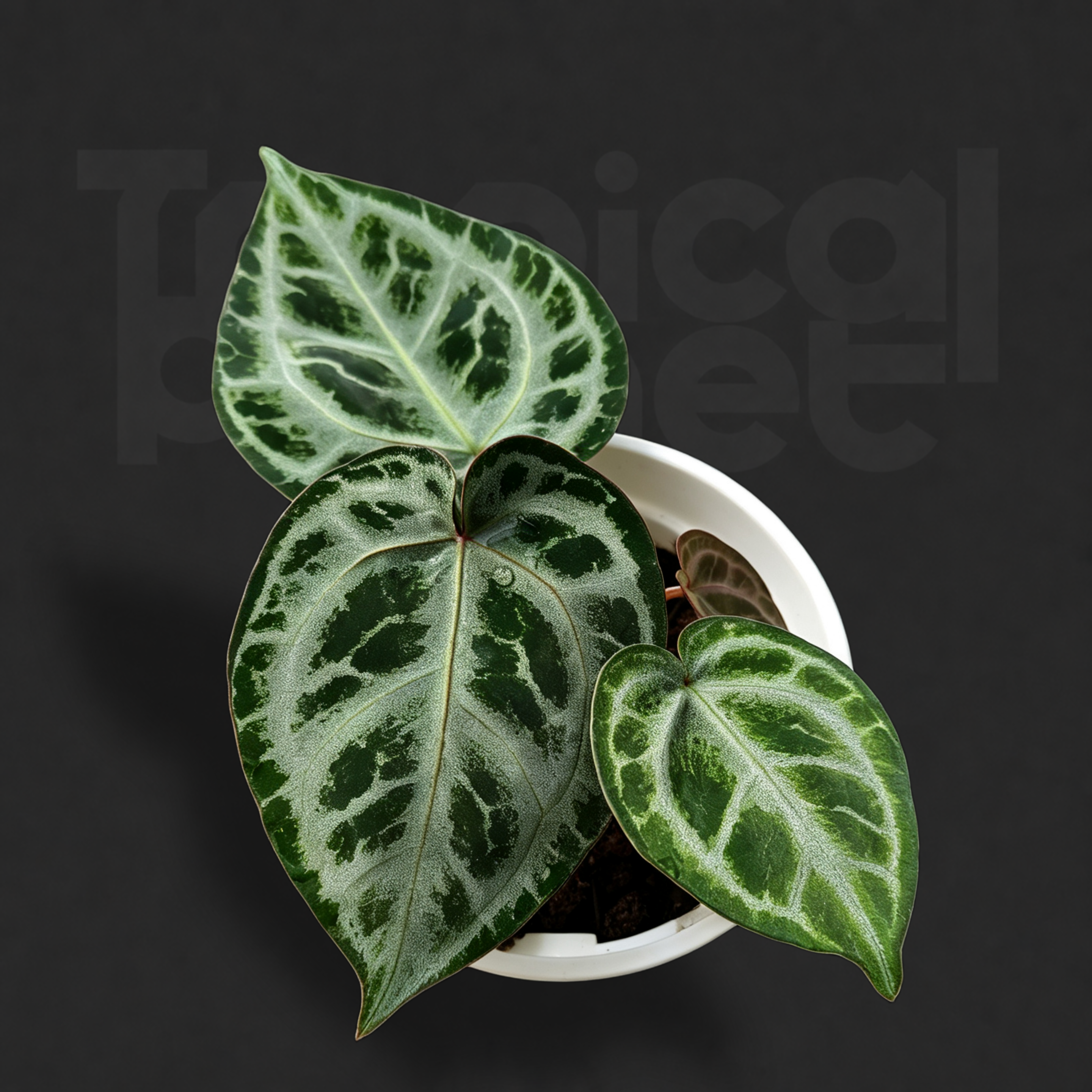 Anthurium 'Magic Pattern'× 'Red Magic'