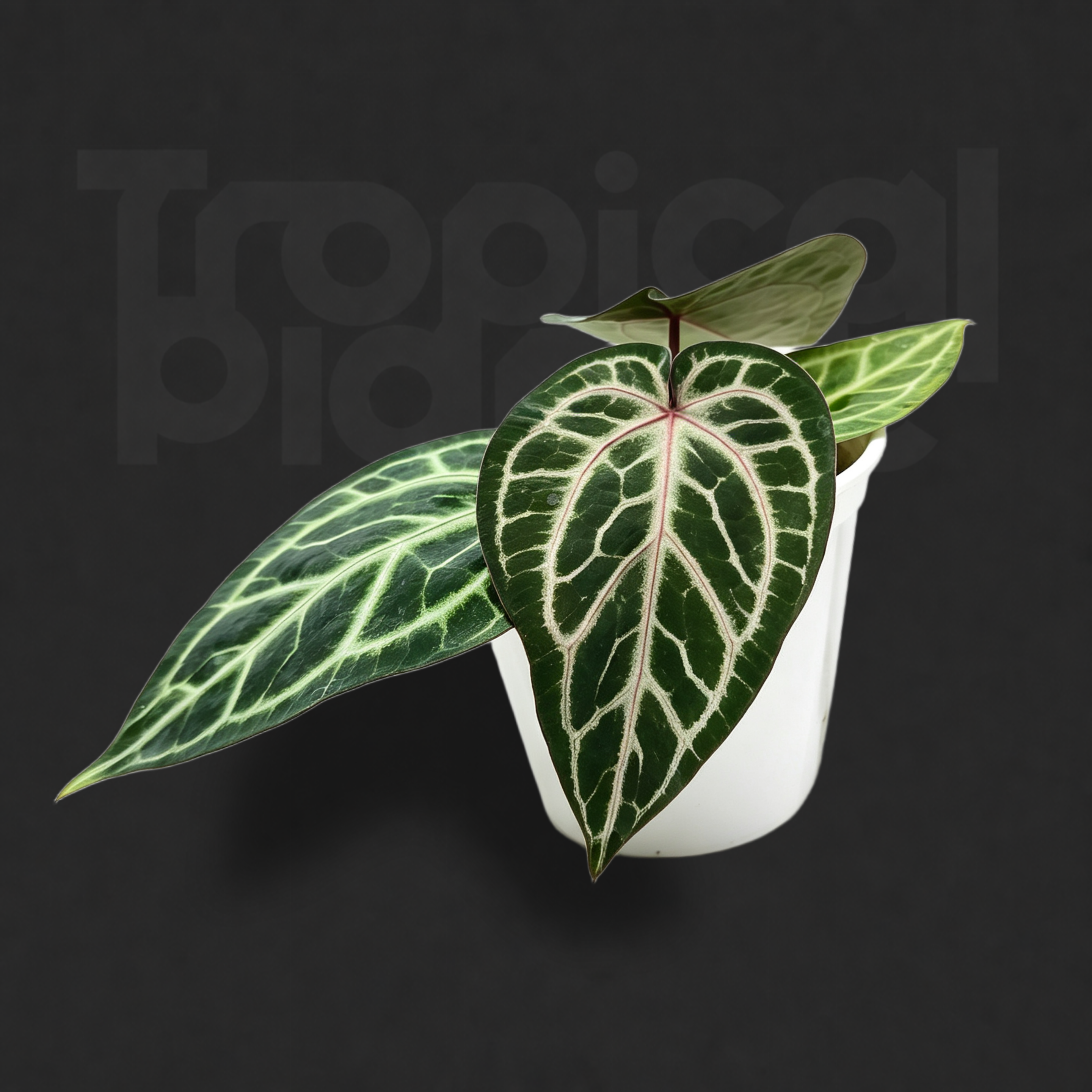 Anthurium 'Witch'F2