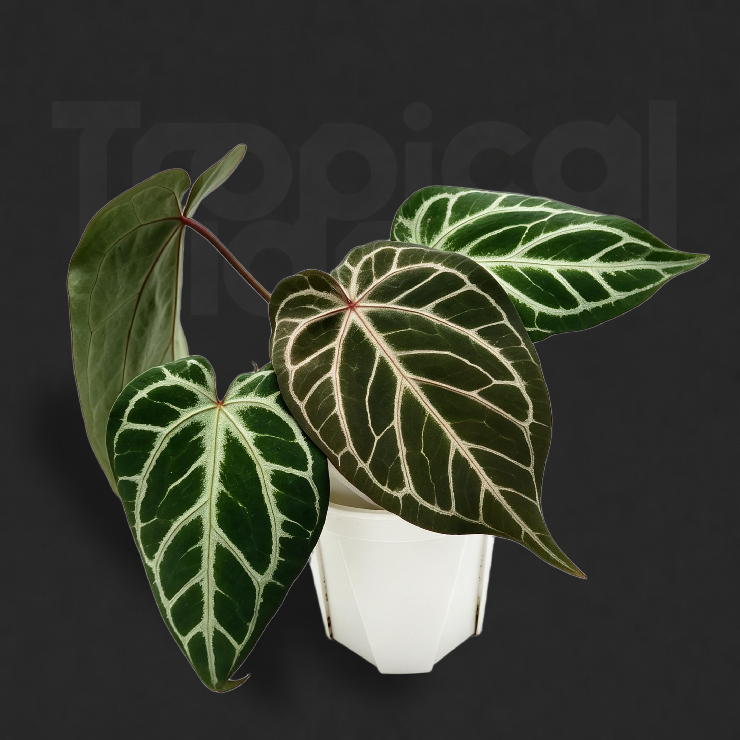 Anthurium 'King of Spades' × Anthurium 'Red Crystallinum'
