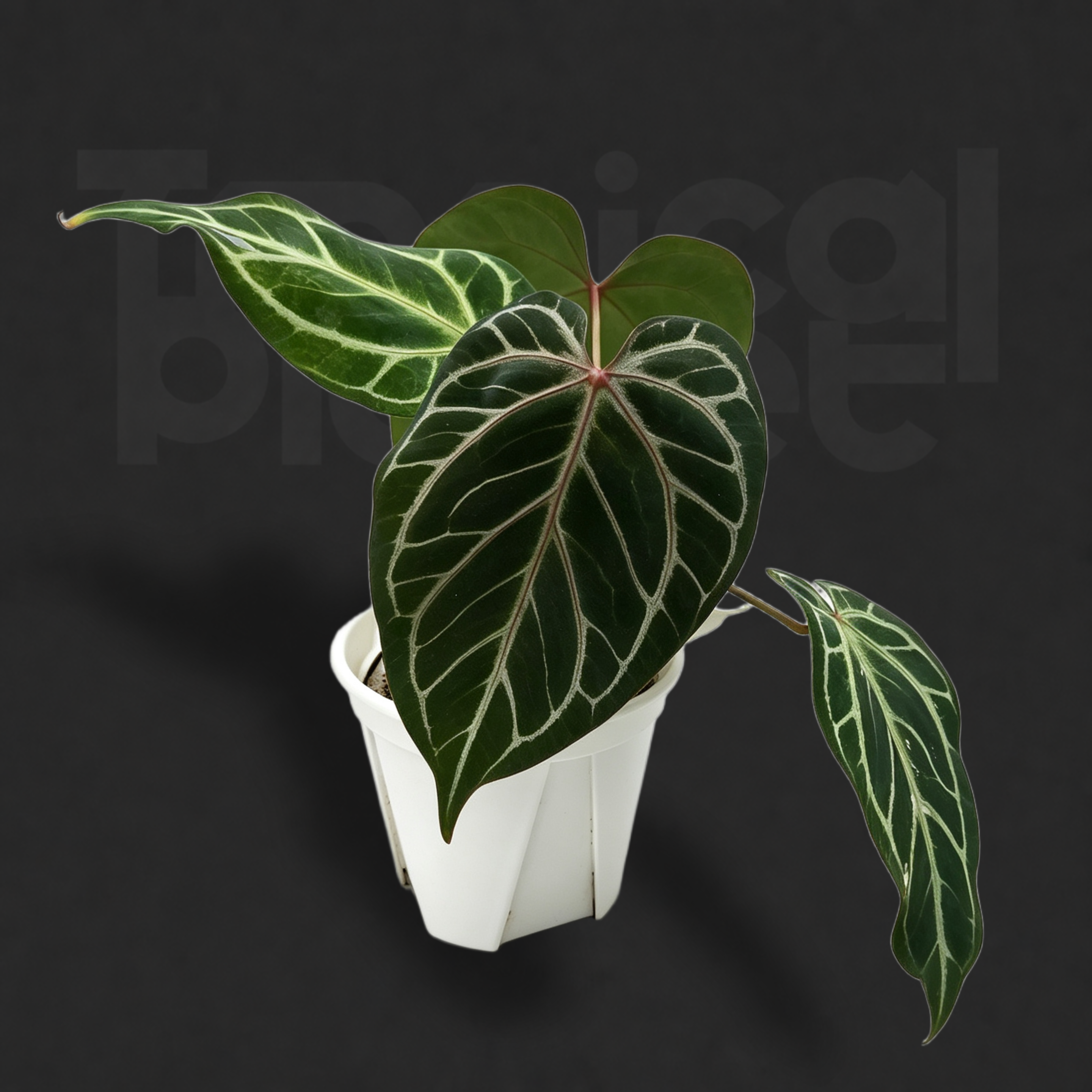 Anthurium 'King of Spades' × Anthurium 'Red Crystallinum'