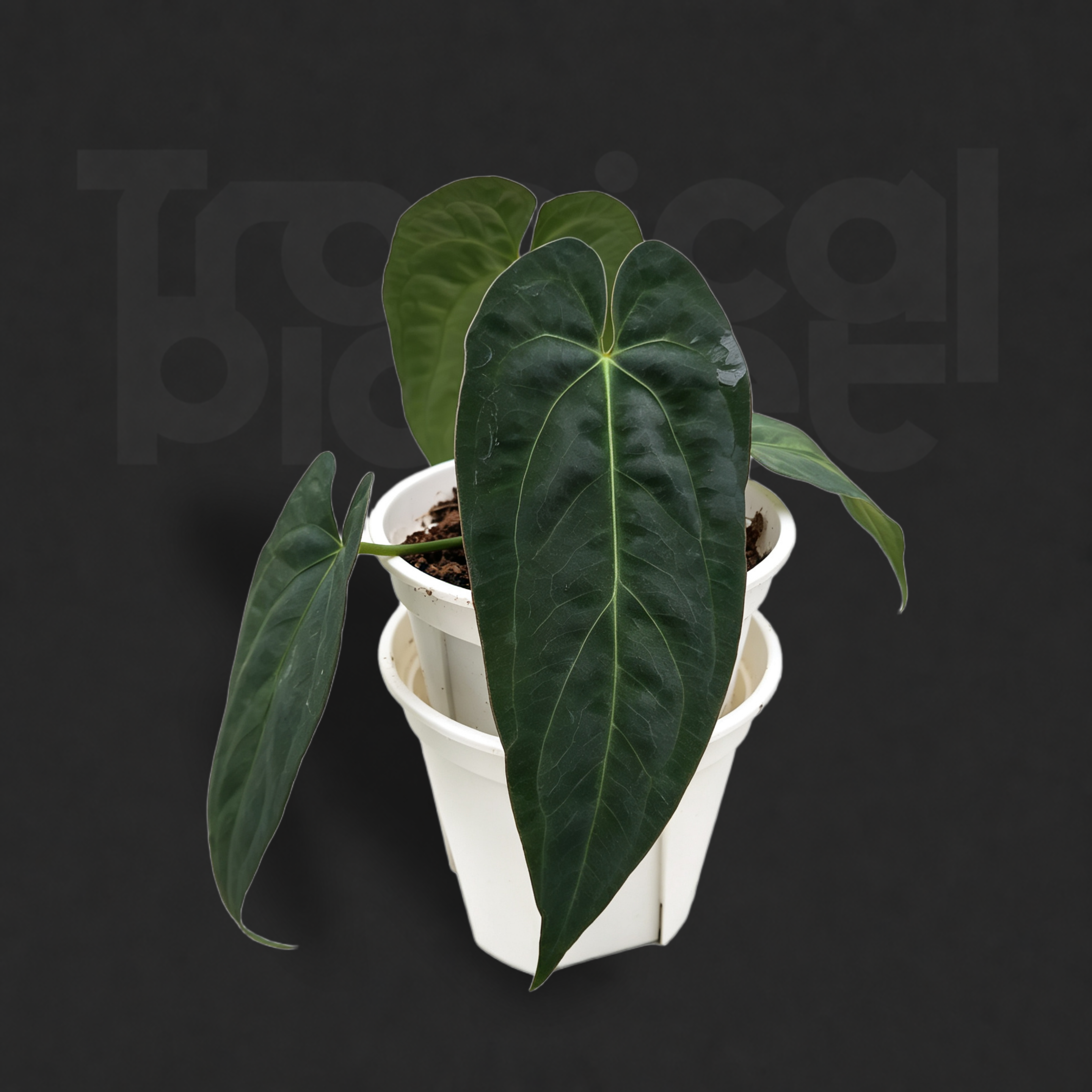 Anthurium papillilaminum 'RL' × Anthurium 'Ace of Spades'