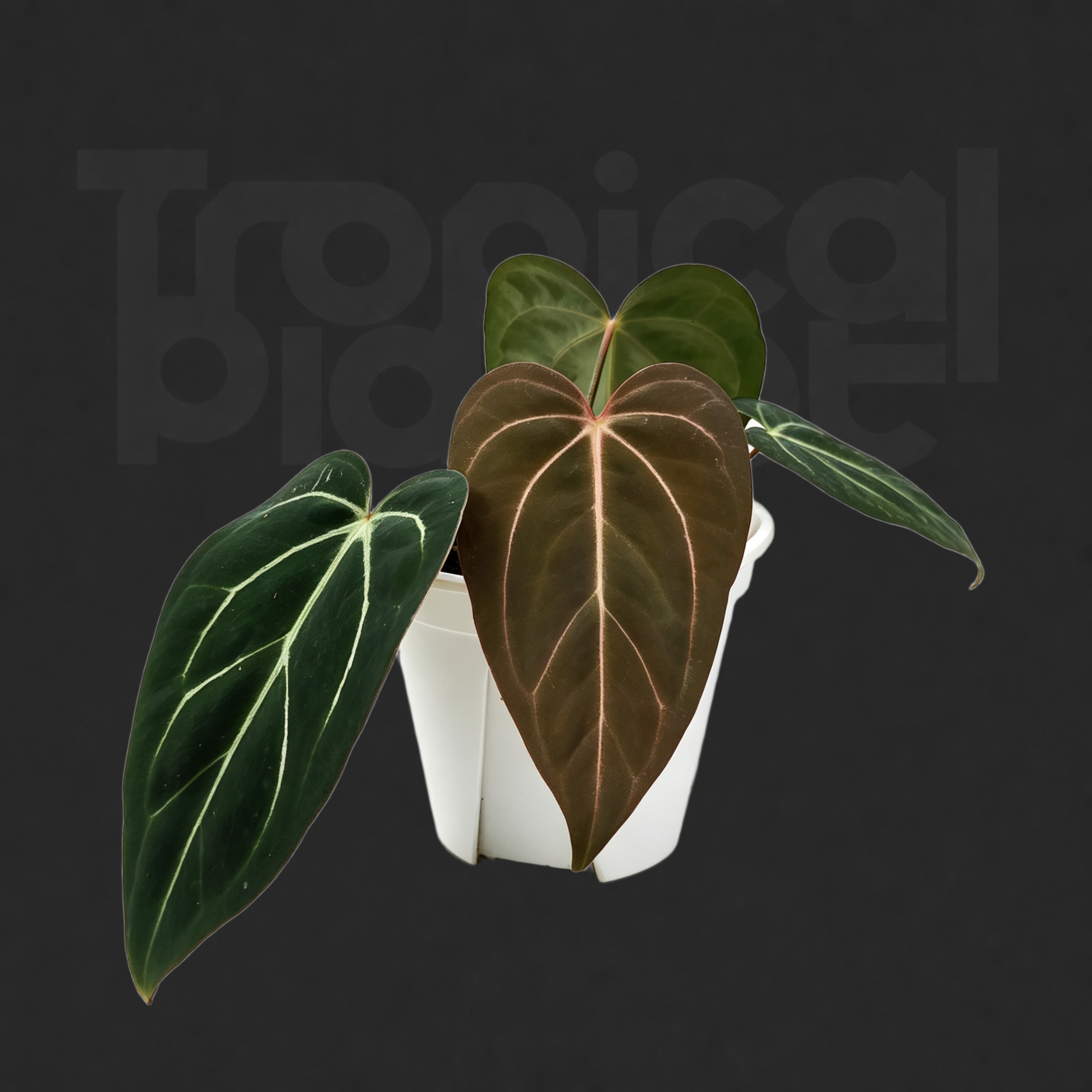 Anthurium 'Dark Mama' × Anthurium carlablackiae