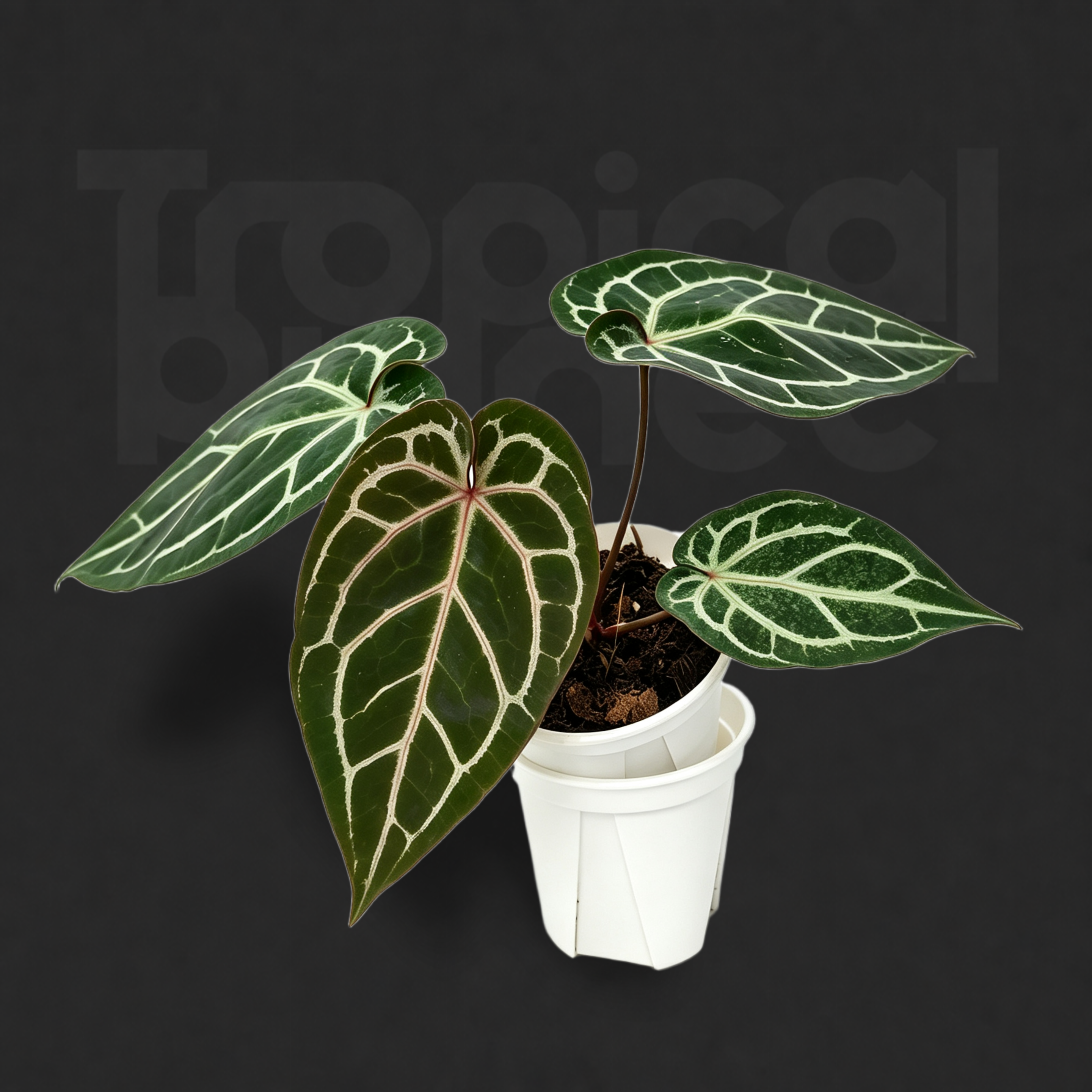 Anthurium Chocolate Rc No.2 × Anthurium 'SKG Red'
