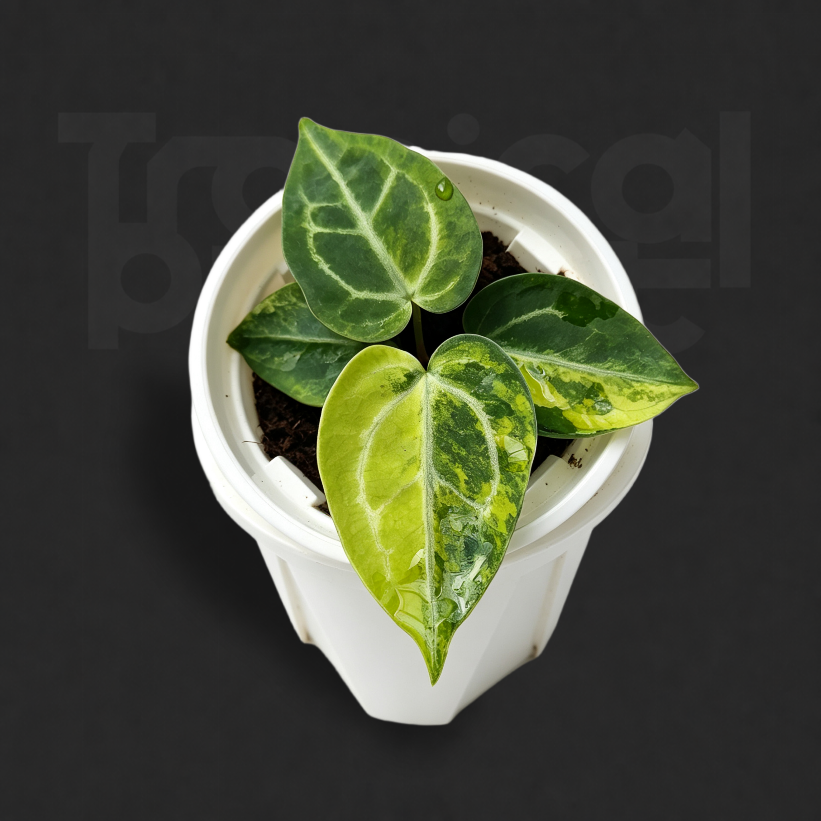 Anthurium 'Variegata Magnificum' × Anthurium 'Grey Diffuse'