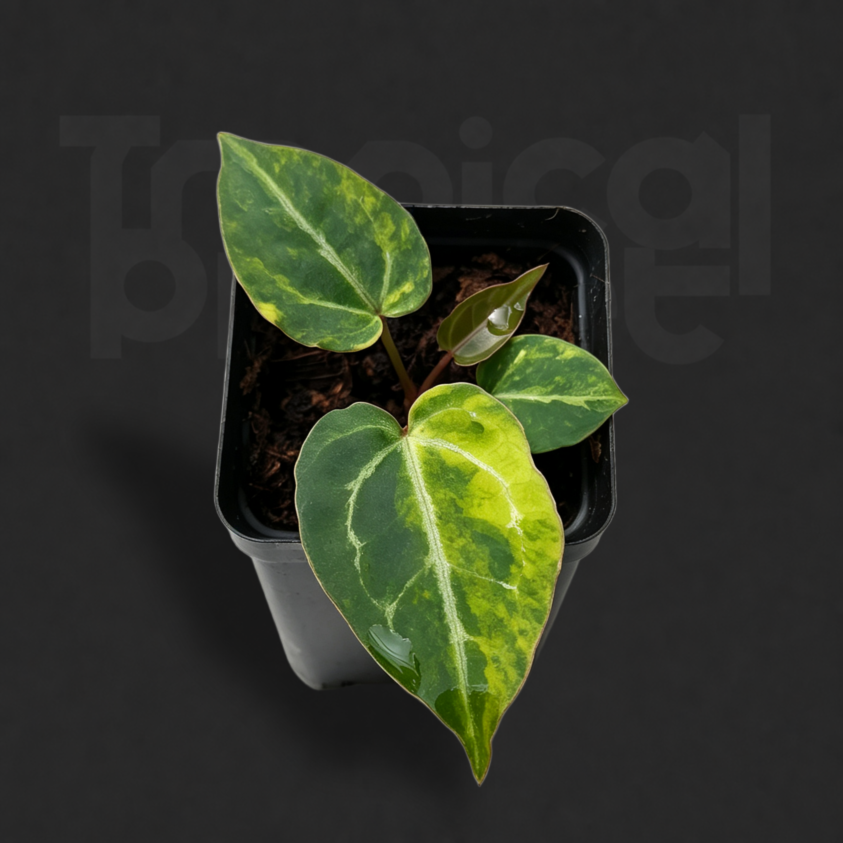 Anthurium 'Variegata Magnificum' × Anthurium 'Zara'