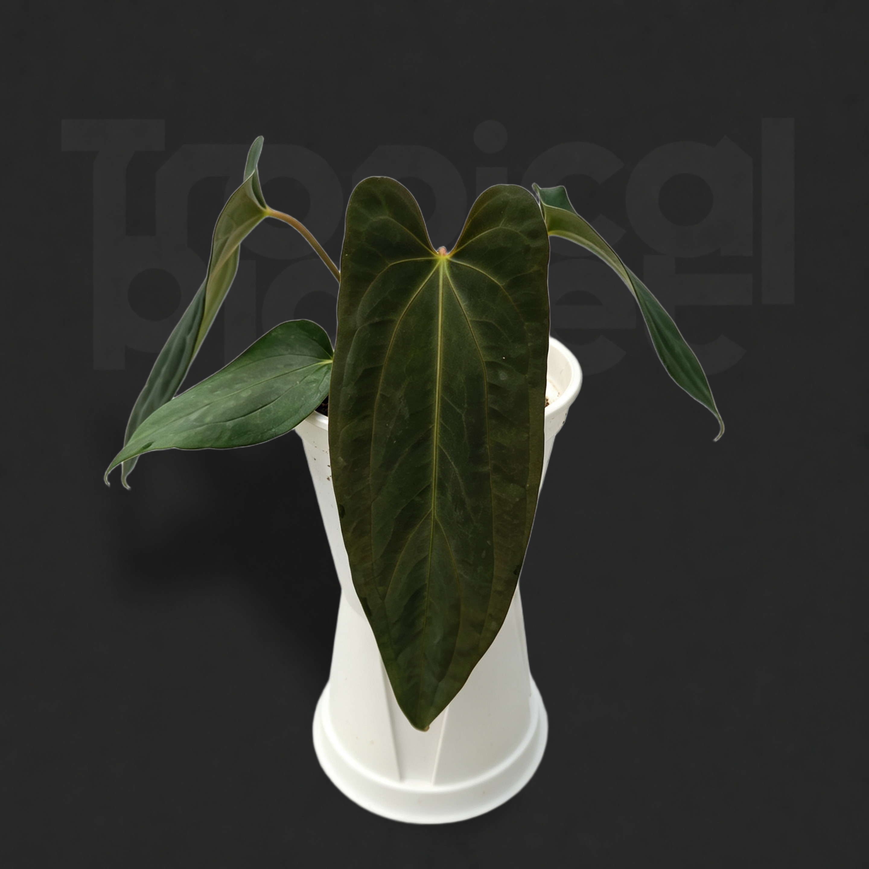 Anthurium papillilaminum 'RL' × Anthurium papillilaminum 'Fs'