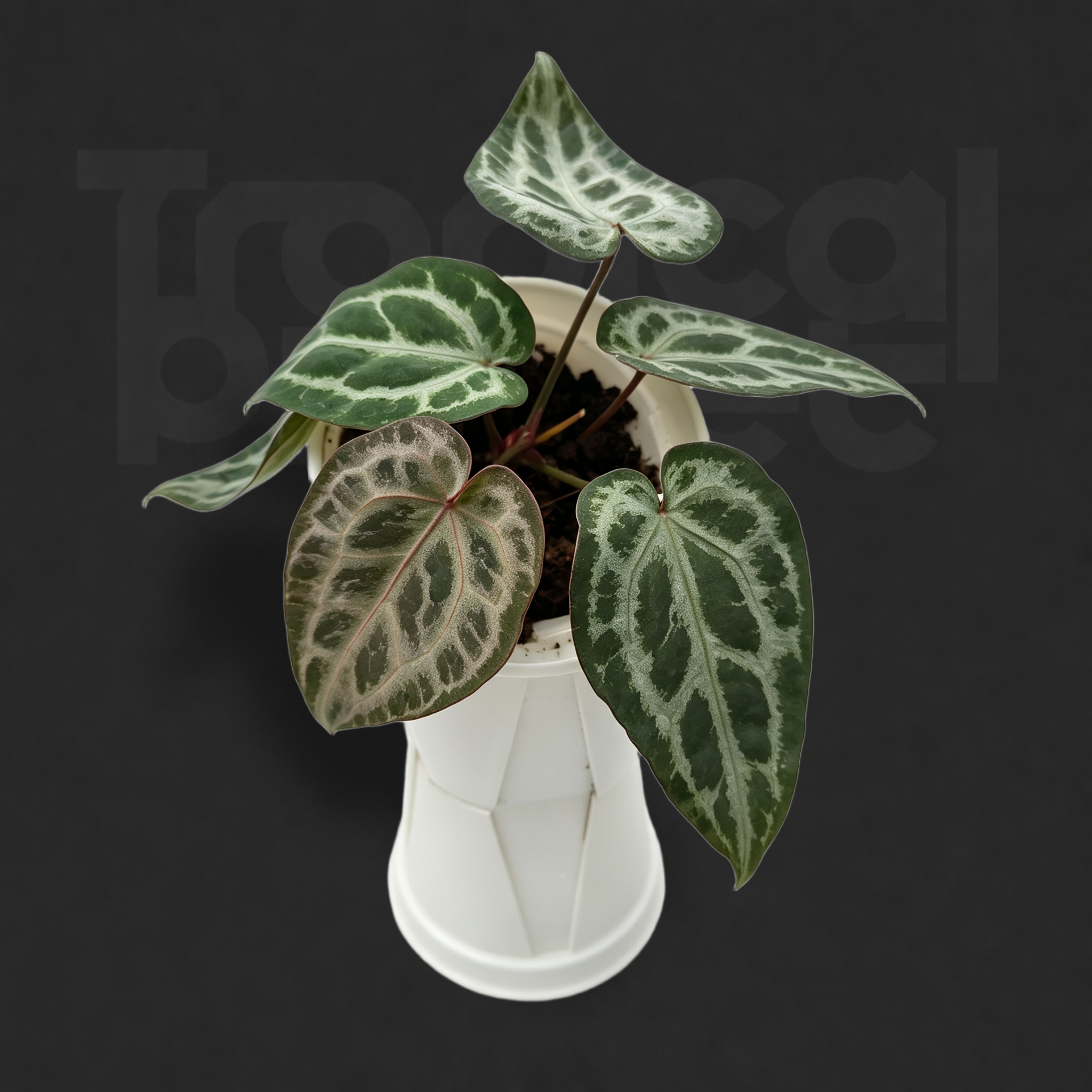 Anthurium 'SKG-Grey' × Anthurium 'Silver Mist Forest'